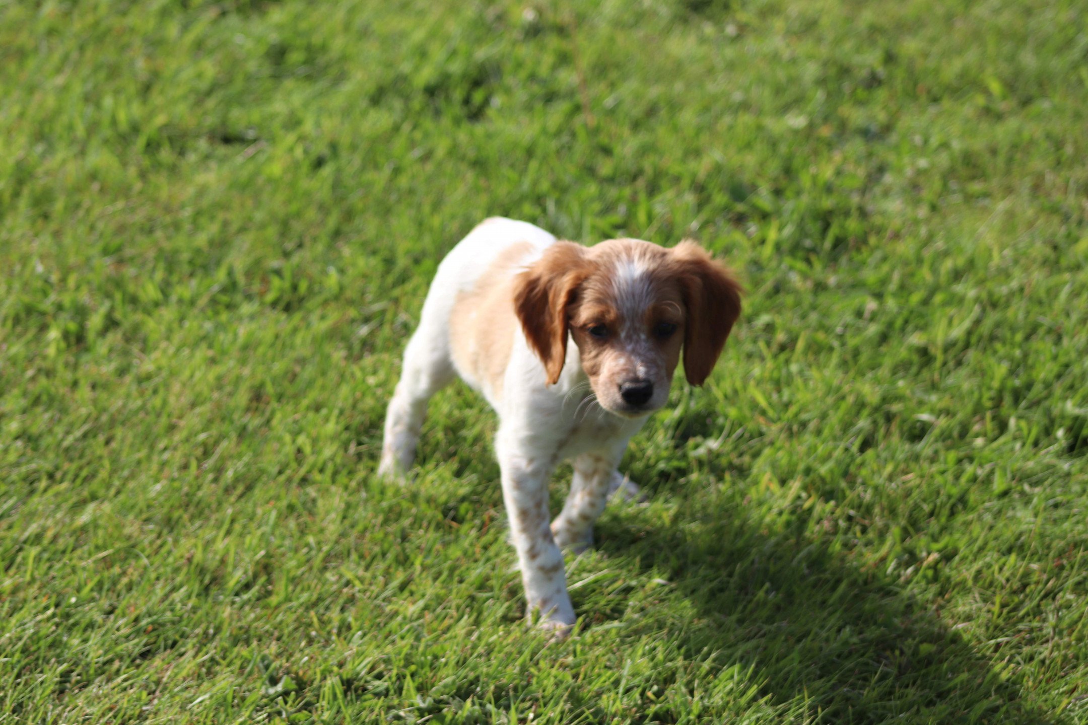chiot Epagneul breton F-Or-Pan-Bla Des Plumes Des Marais Du Cotentin