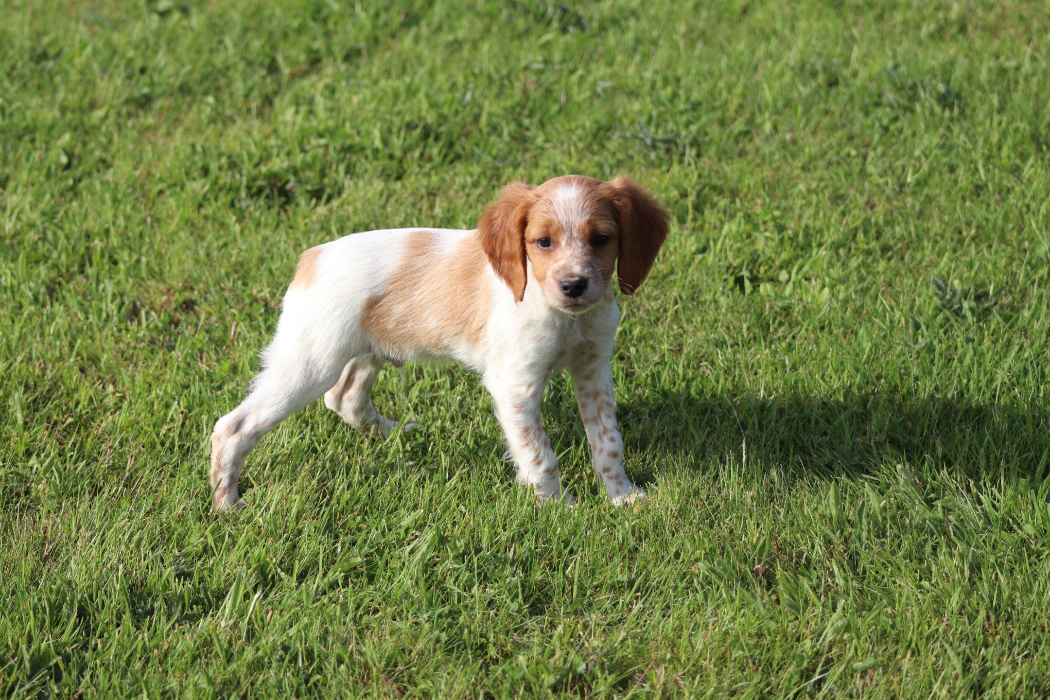 chiot Epagneul breton F-Or-Pan-Bla Des Plumes Des Marais Du Cotentin