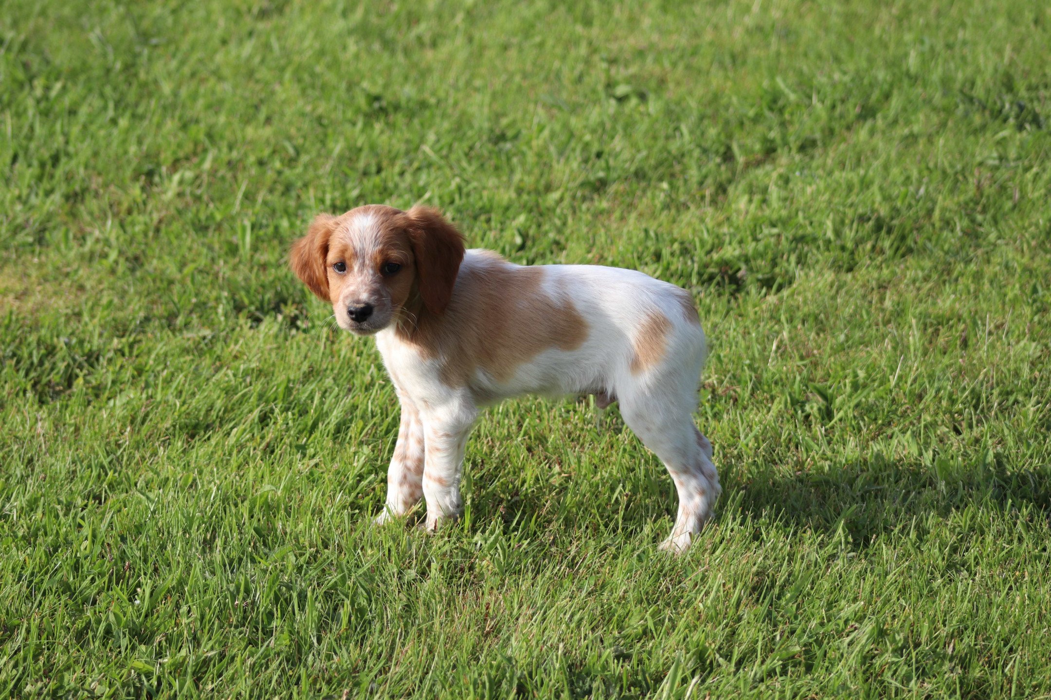 chiot Epagneul breton F-Or-Pan-Bla Des Plumes Des Marais Du Cotentin