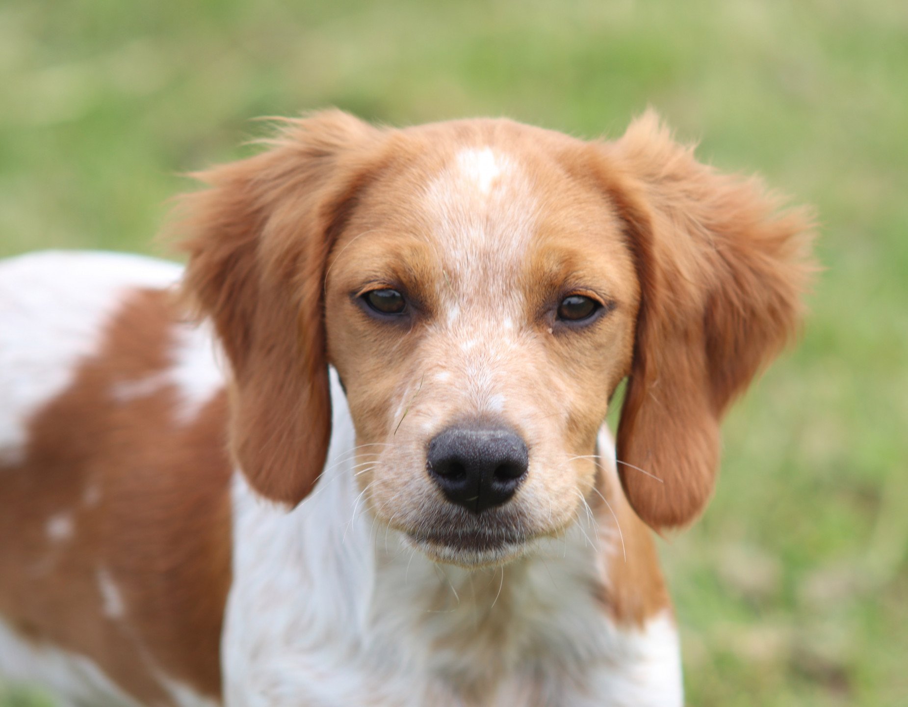 chiot Epagneul breton F-Or-Pan-Bla UNION des plumes des marais du Cotentin Des Plumes Des Marais Du Cotentin