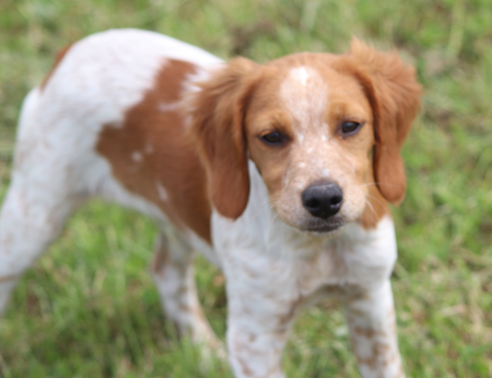 chiot Epagneul breton F-Or-Pan-Bla UNION des plumes des marais du Cotentin Des Plumes Des Marais Du Cotentin