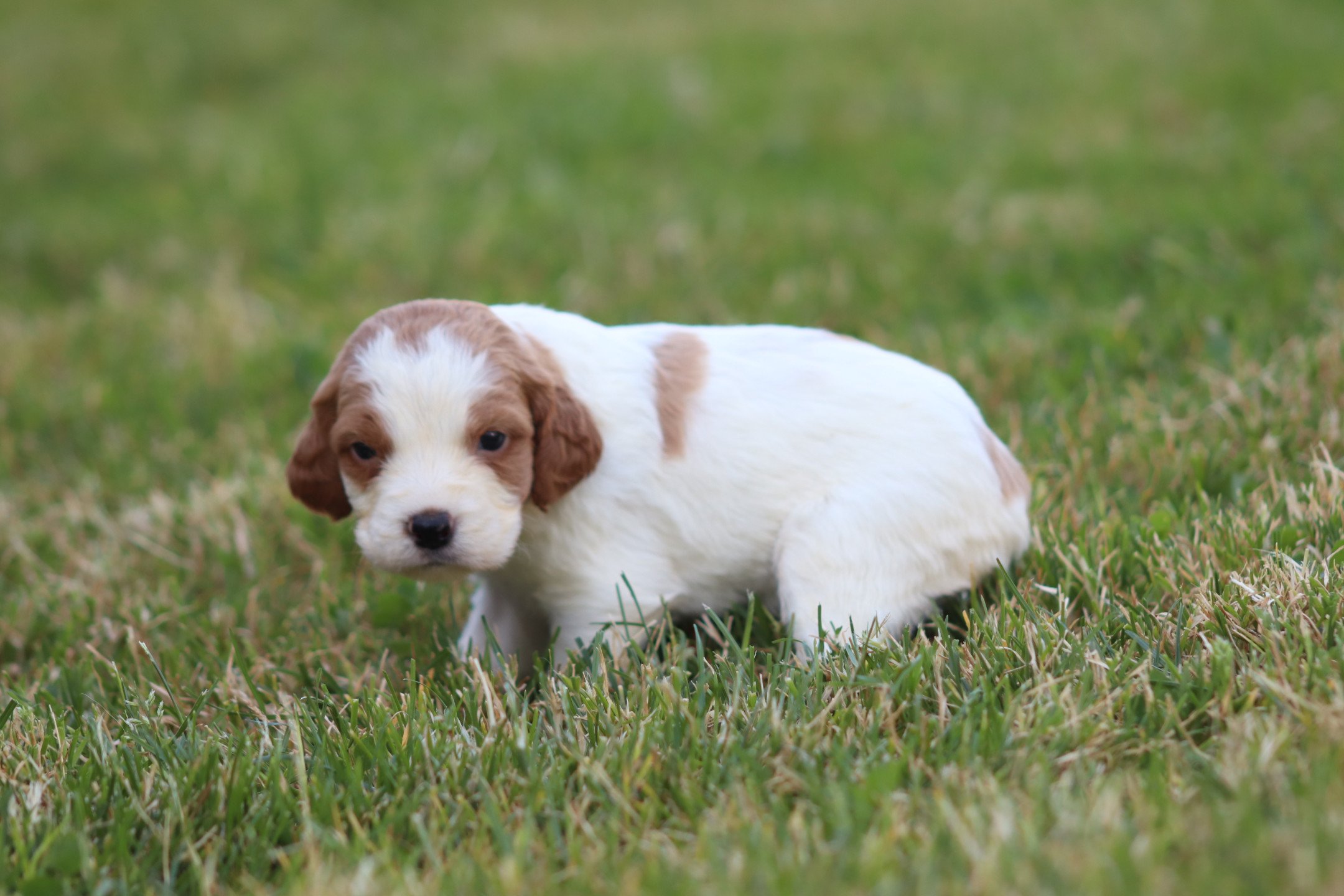 chiot Epagneul breton F-Or-Pan-Bla F1OB Des Plumes Des Marais Du Cotentin