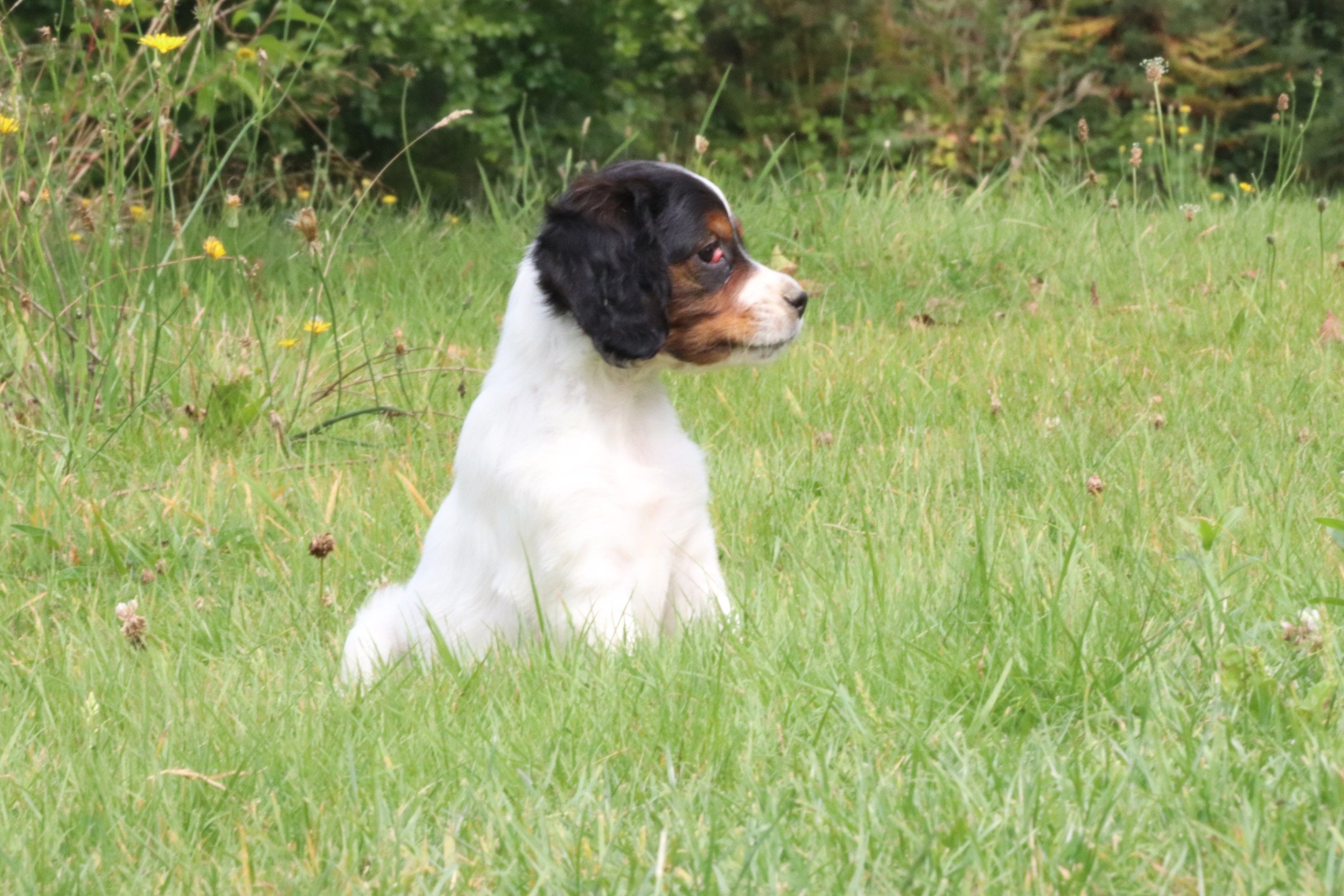 chiot Epagneul breton Noi Mar Fauv Pan Bla F1TO Des Plumes Des Marais Du Cotentin