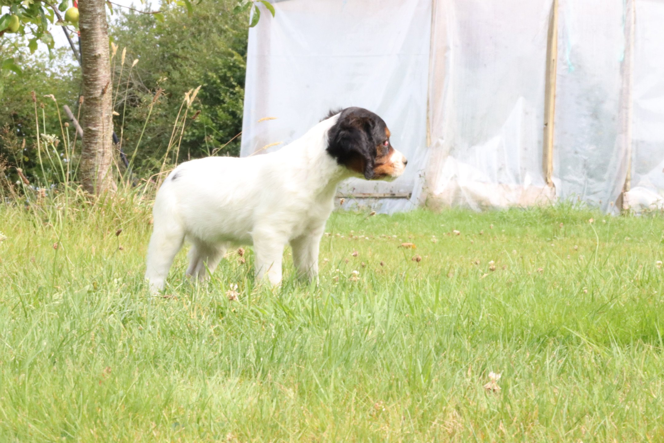 chiot Epagneul breton Noi Mar Fauv Pan Bla F1TO Des Plumes Des Marais Du Cotentin