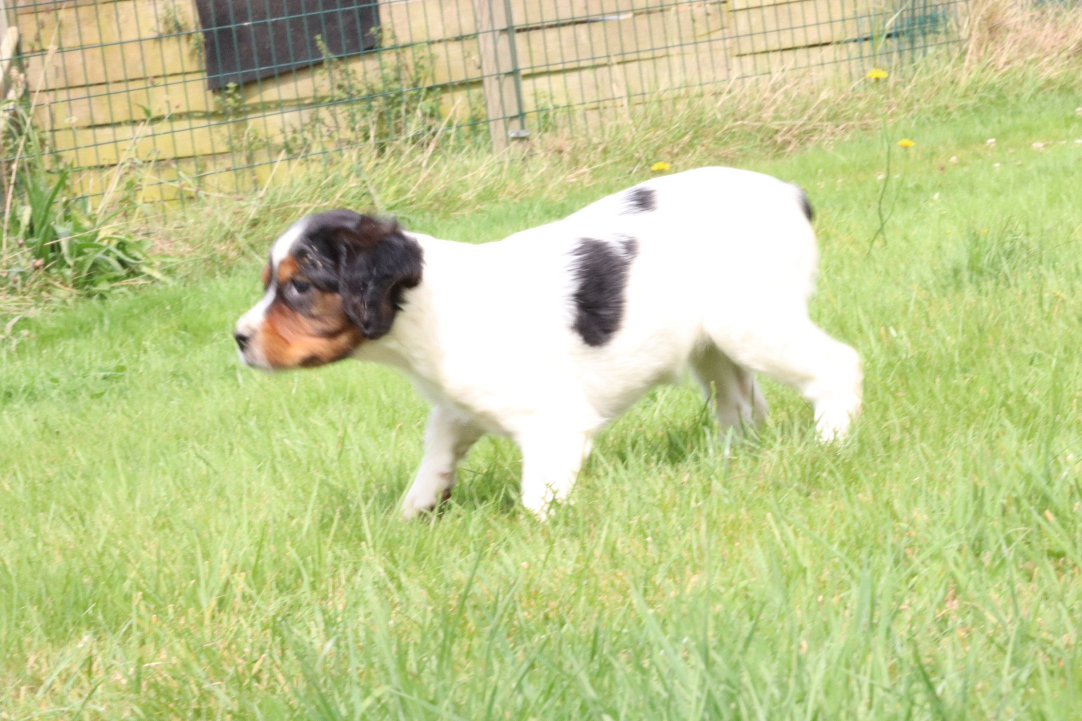 chiot Epagneul breton Noi Mar Fauv Pan Bla F1TO Des Plumes Des Marais Du Cotentin