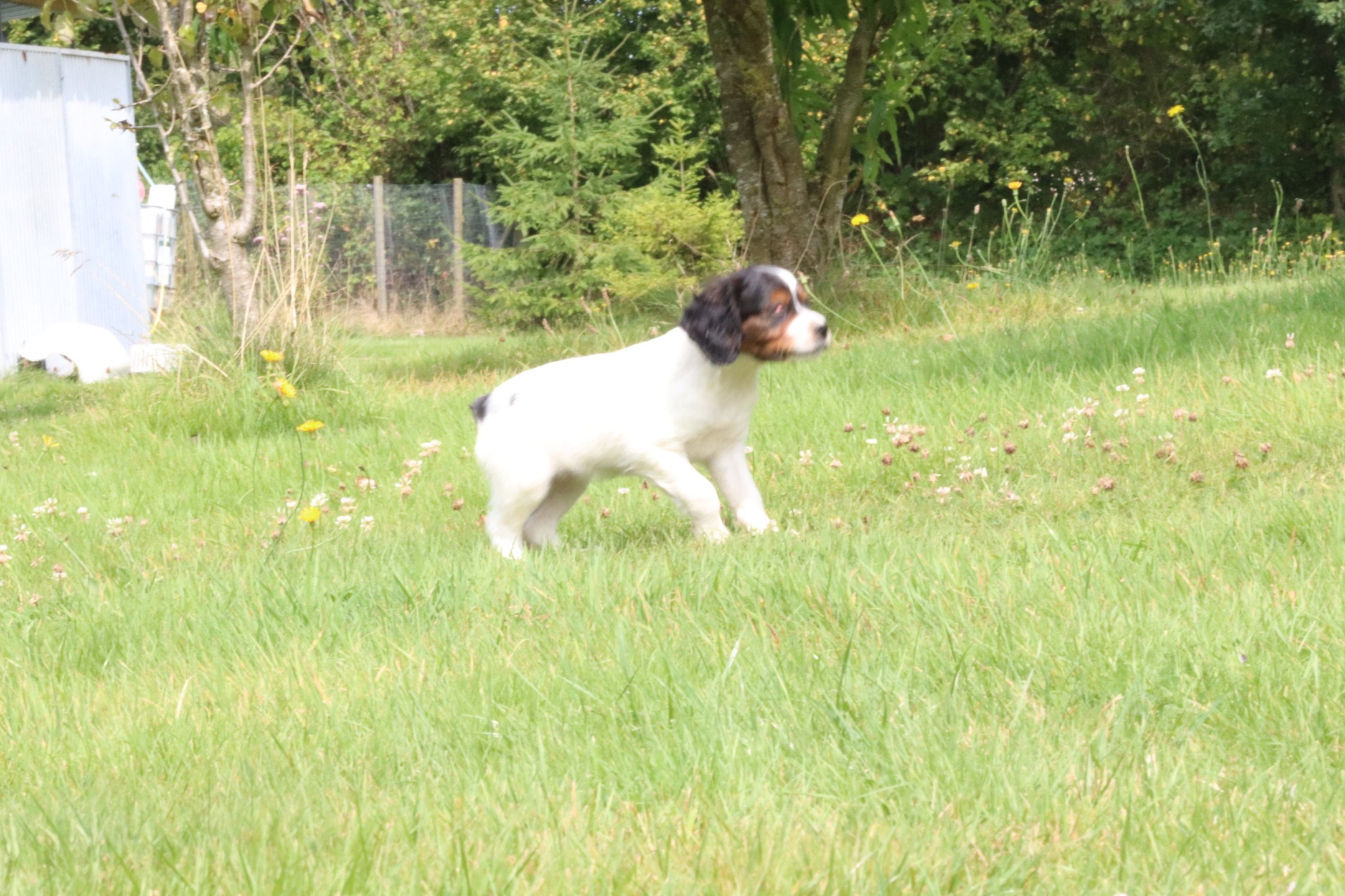 chiot Epagneul breton Noi Mar Fauv Pan Bla F1TO Des Plumes Des Marais Du Cotentin