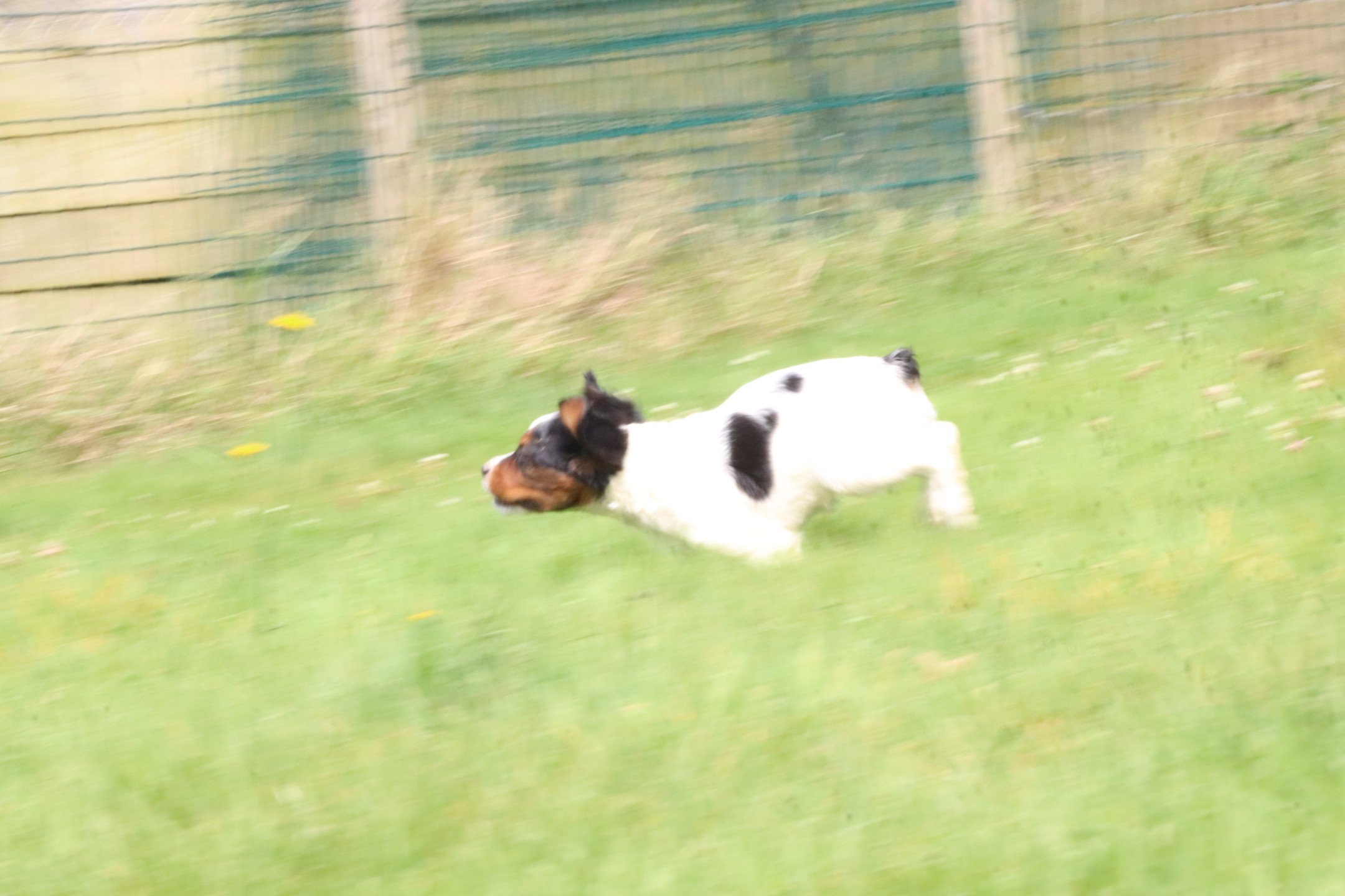 chiot Epagneul breton Noi Mar Fauv Pan Bla F1TO Des Plumes Des Marais Du Cotentin