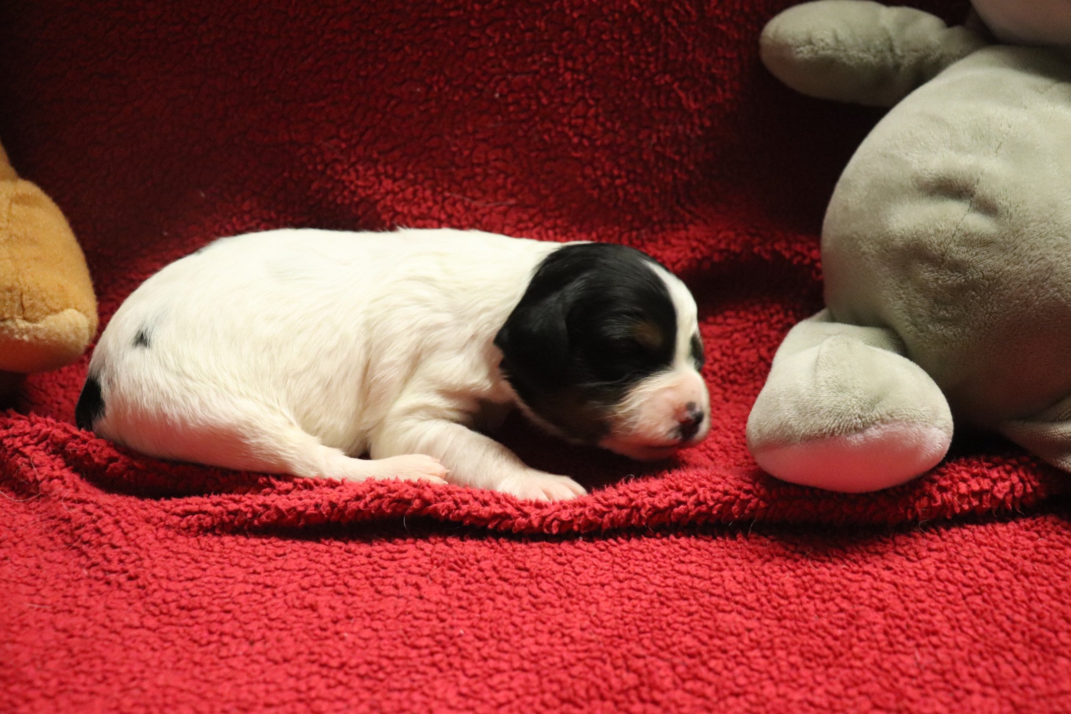 chiot Epagneul breton Noi Mar Fauv Pan Bla F1TO Des Plumes Des Marais Du Cotentin