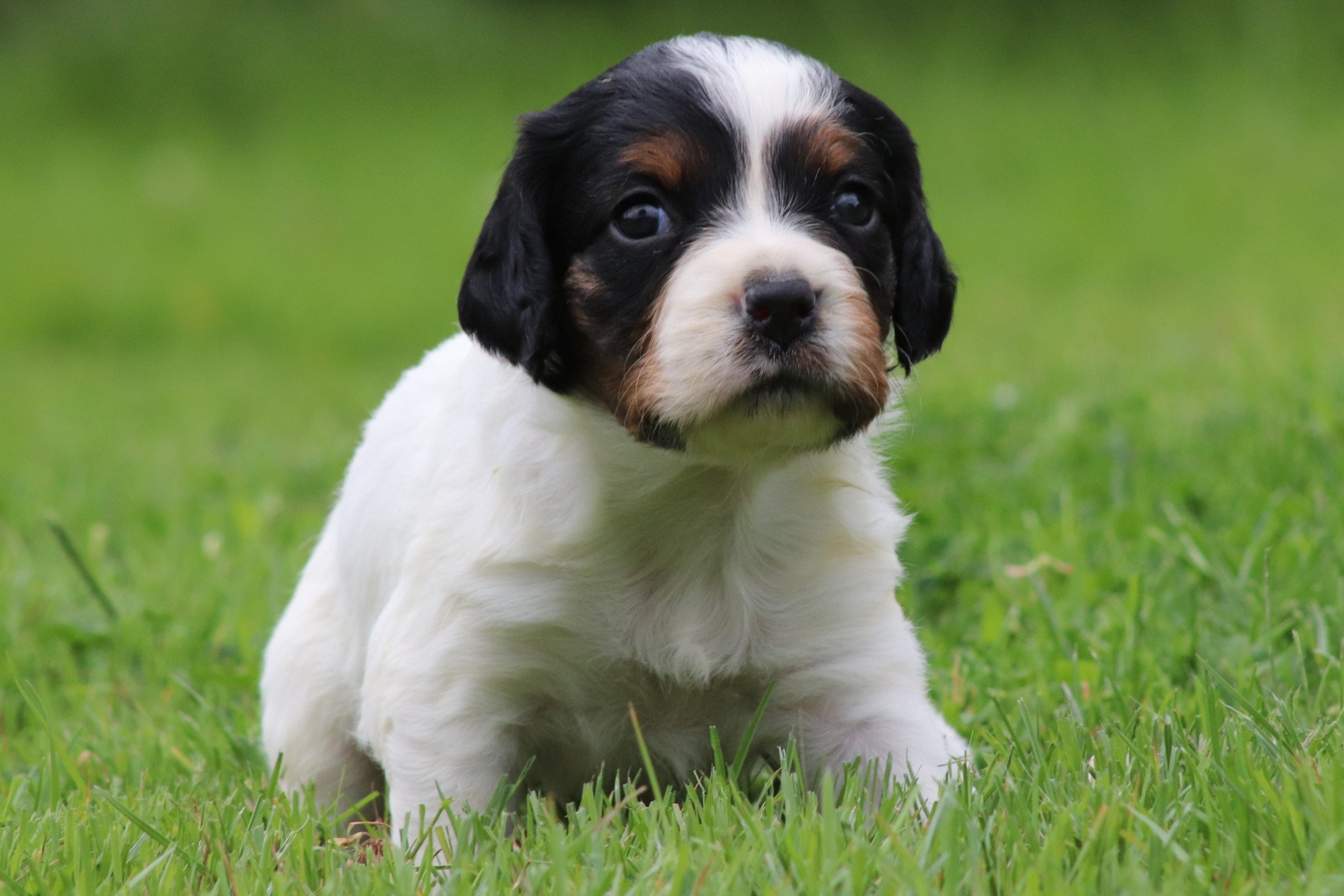 chiot Epagneul breton Noi Mar Fauv Pan Bla F1TO Des Plumes Des Marais Du Cotentin