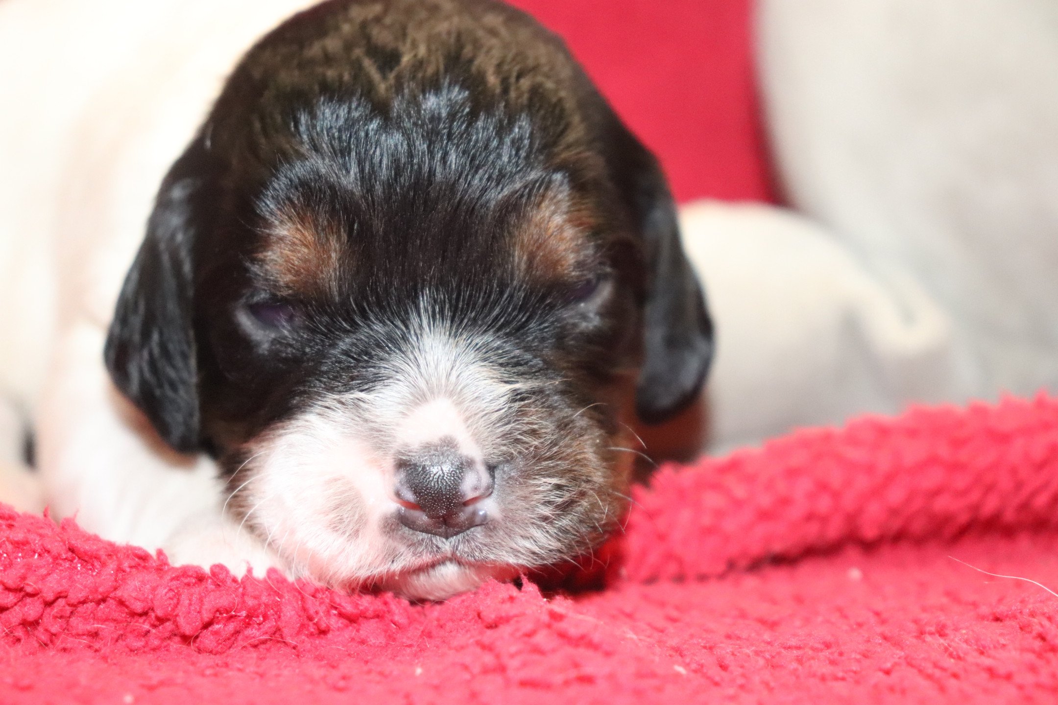 chiot Epagneul breton Noi Mar Fauv Pan Bla F2TO Des Plumes Des Marais Du Cotentin
