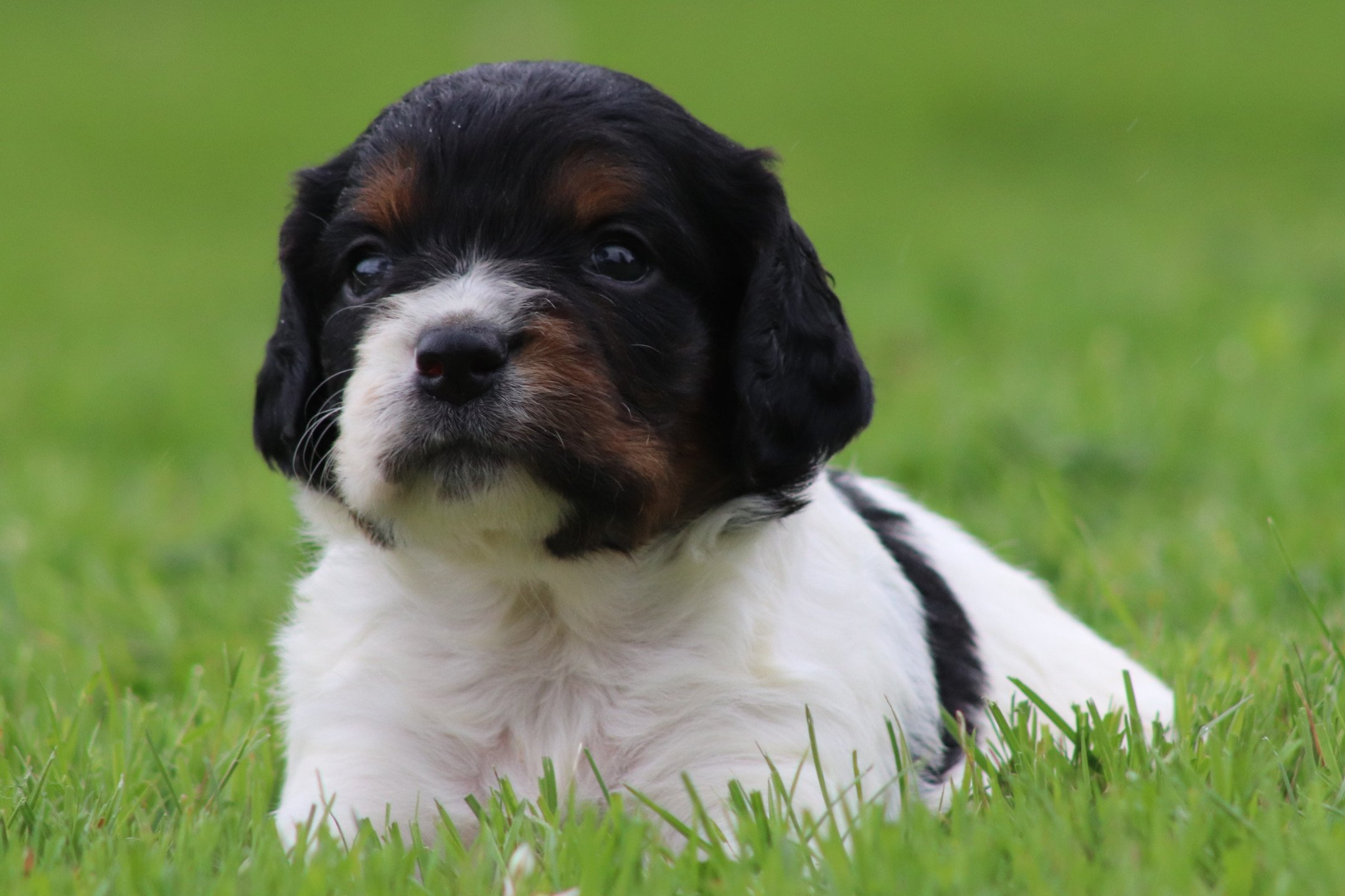 chiot Epagneul breton Noi Mar Fauv Pan Bla F2TO Des Plumes Des Marais Du Cotentin