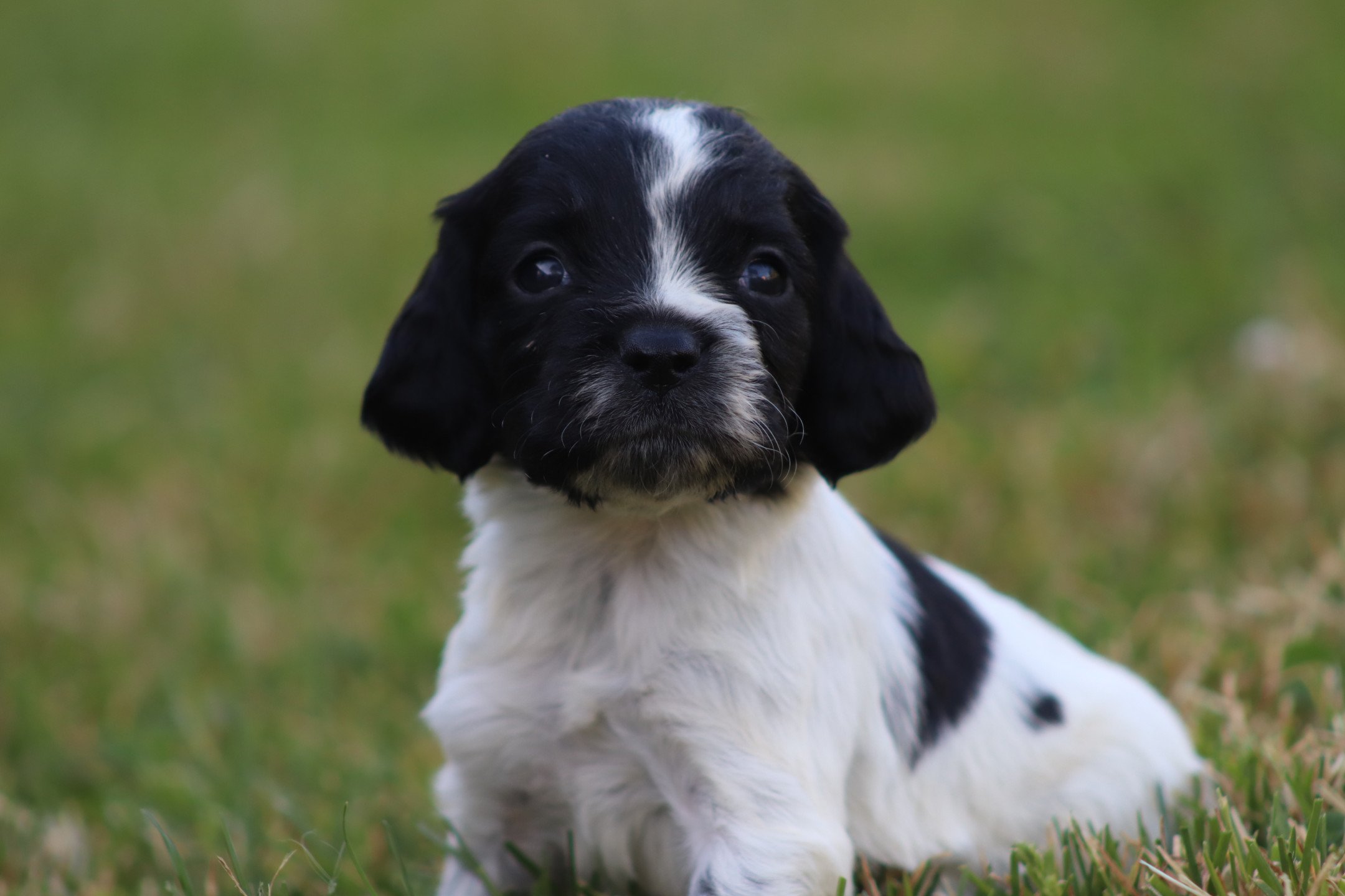 chiot Epagneul breton Noi-pan-bla F3NB Des Plumes Des Marais Du Cotentin