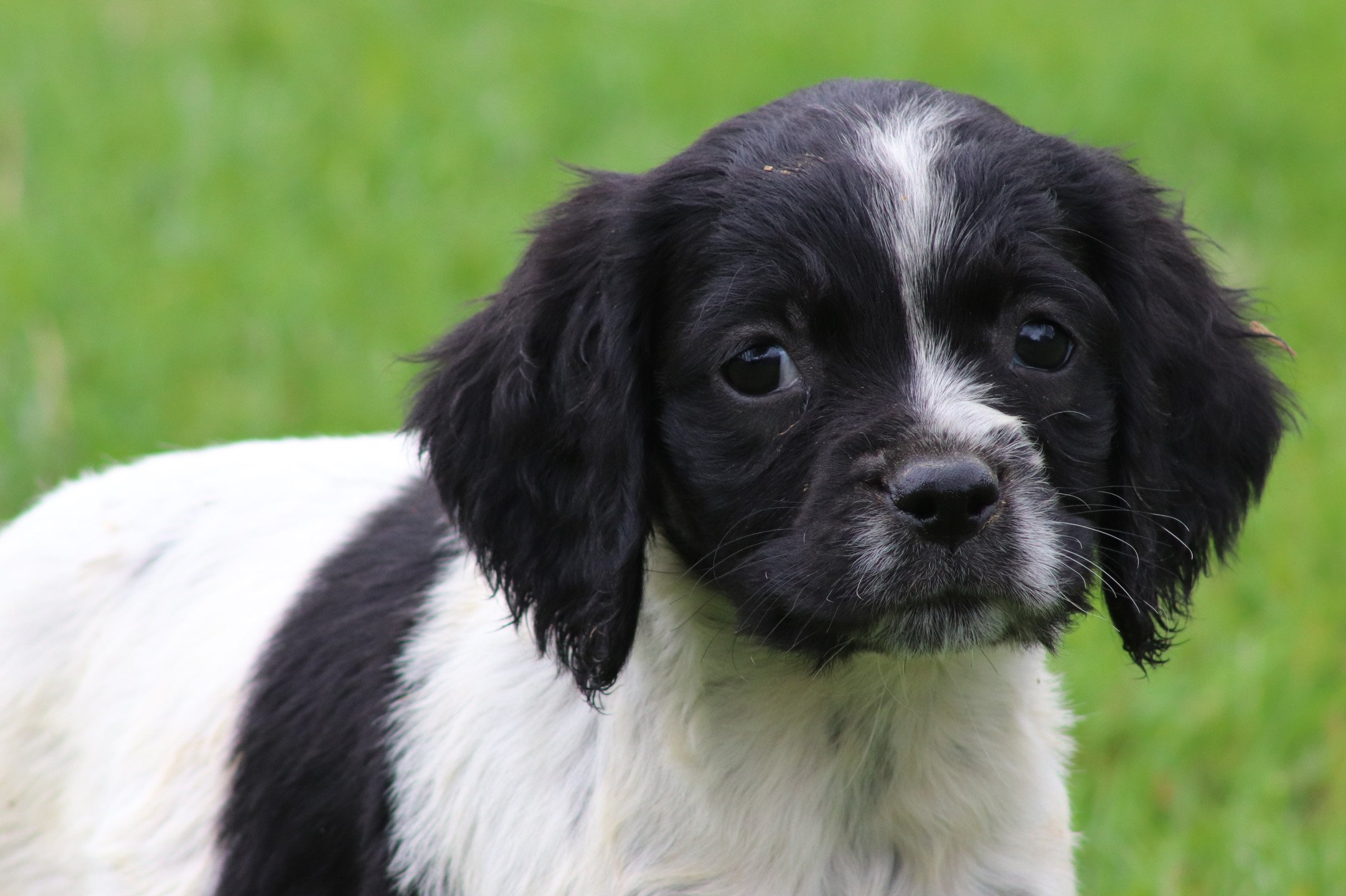 chiot Epagneul breton Noi-pan-bla F3NB Des Plumes Des Marais Du Cotentin