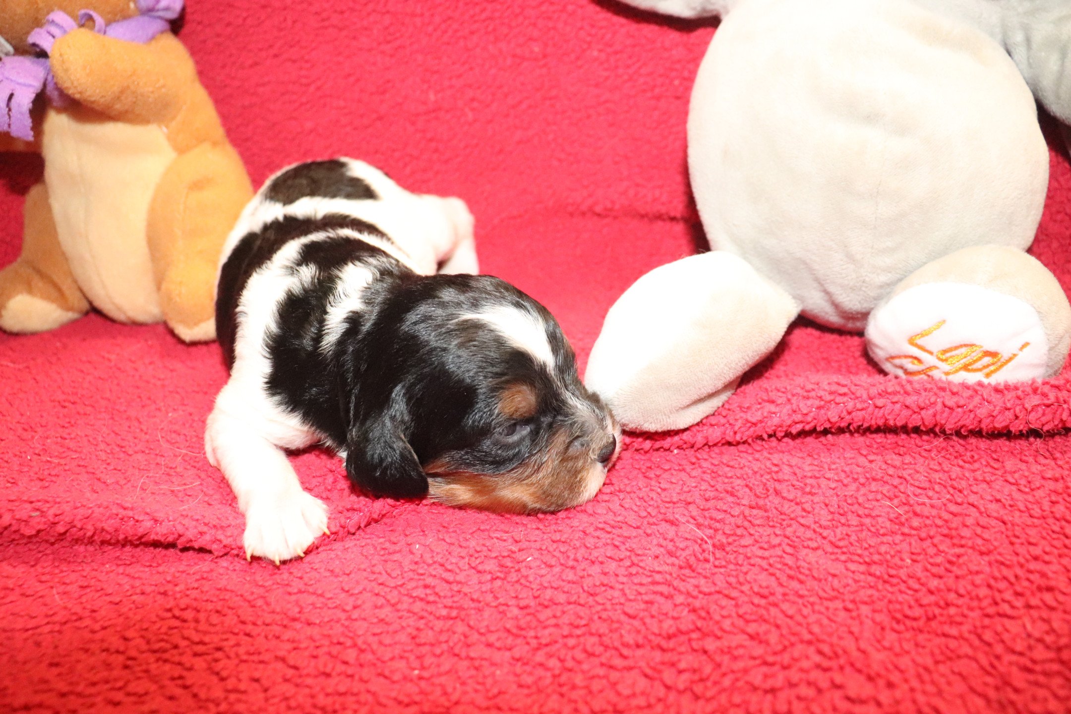 chiot Epagneul breton Noi Mar Fauv Pan Bla F3TO Des Plumes Des Marais Du Cotentin