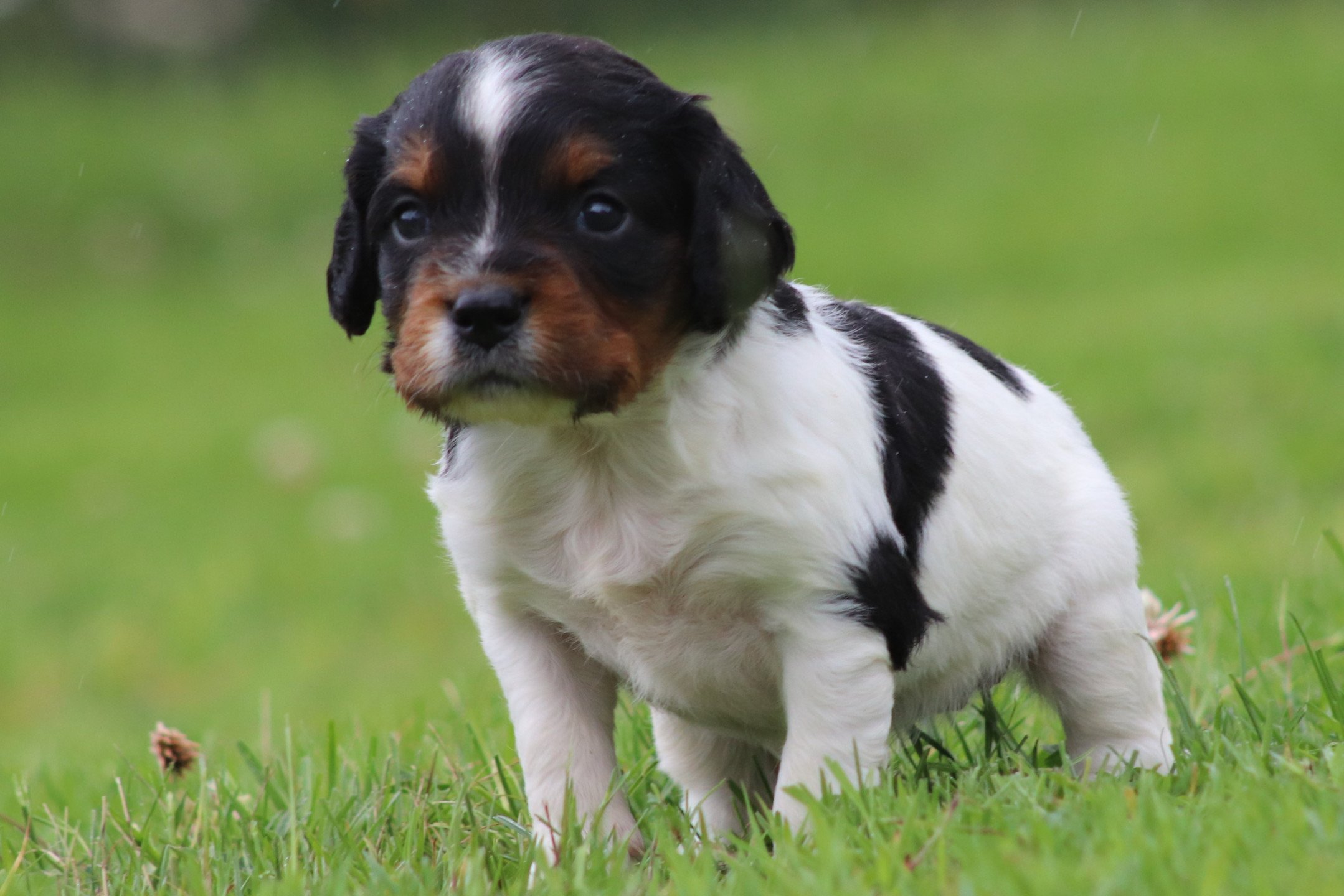 chiot Epagneul breton Noi Mar Fauv Pan Bla F3TO Des Plumes Des Marais Du Cotentin