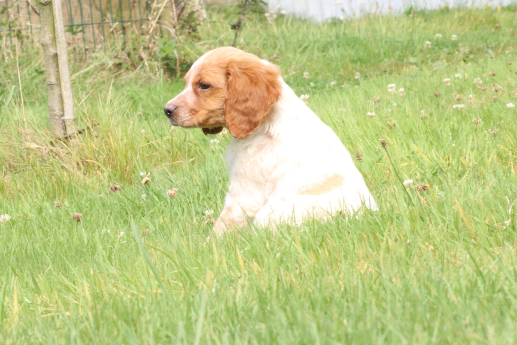 chiot Epagneul breton F-Or-Pan-Bla M1OB Des Plumes Des Marais Du Cotentin