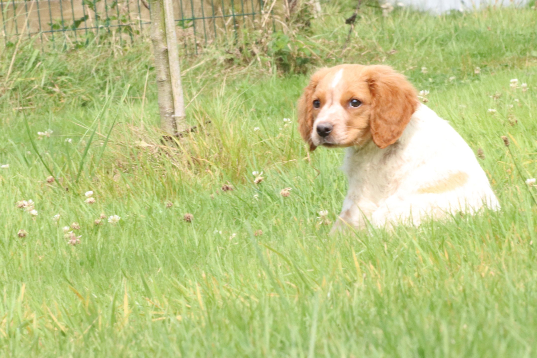 chiot Epagneul breton F-Or-Pan-Bla M1OB Des Plumes Des Marais Du Cotentin