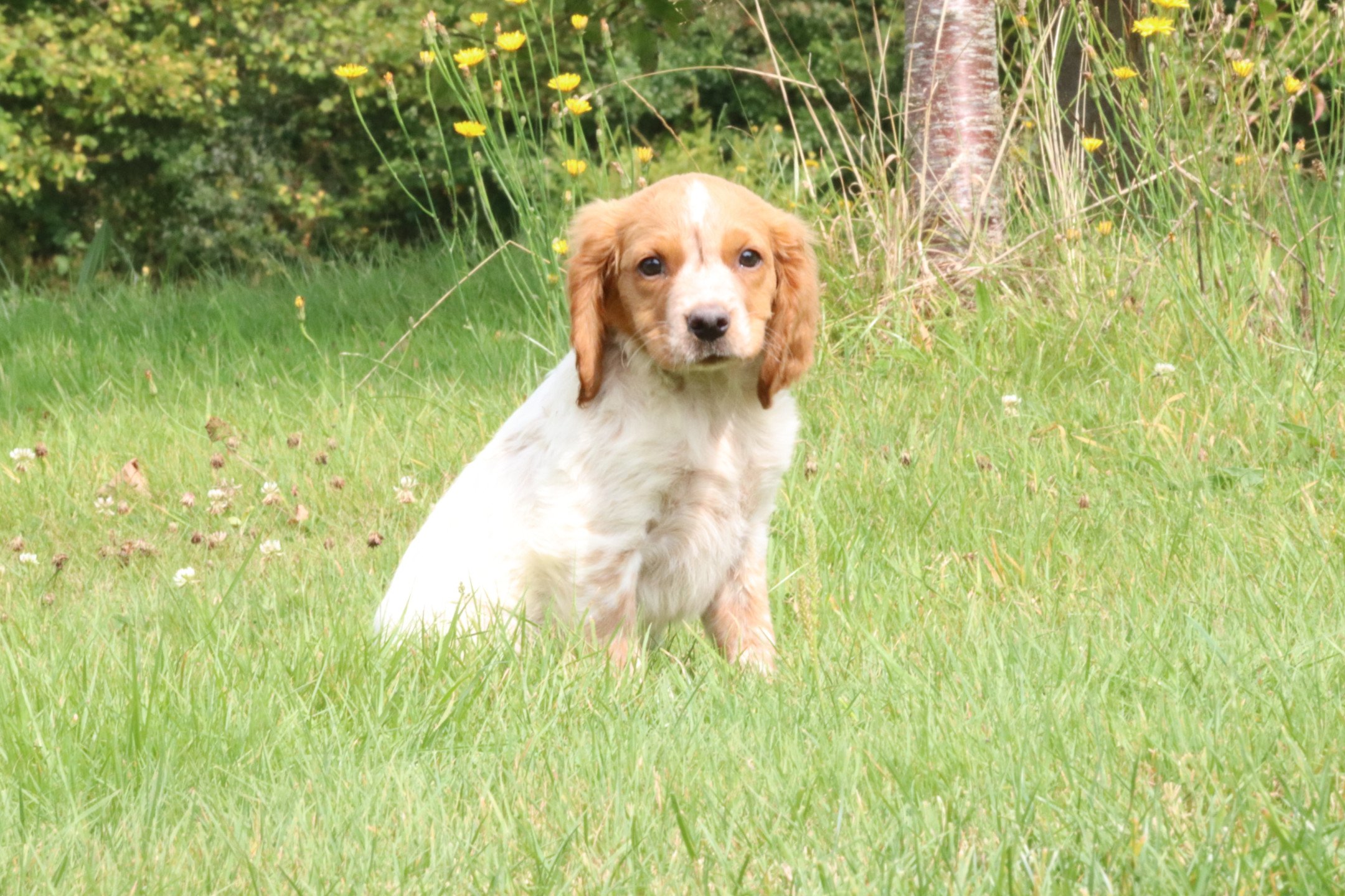 chiot Epagneul breton F-Or-Pan-Bla M1OB Des Plumes Des Marais Du Cotentin