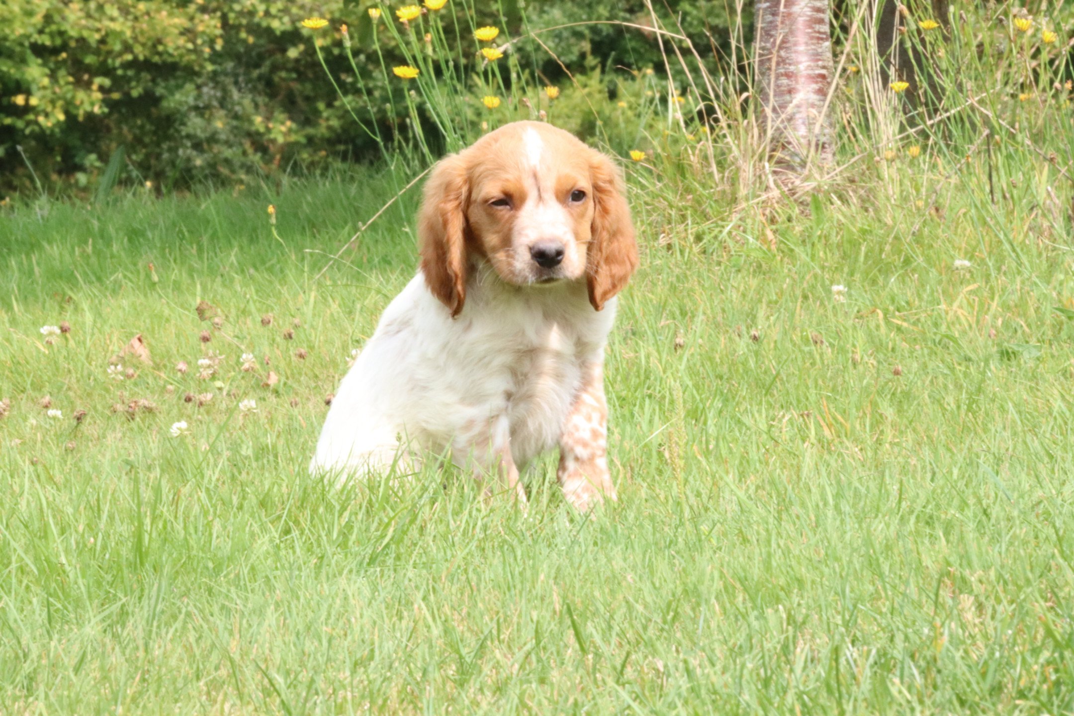 chiot Epagneul breton F-Or-Pan-Bla M1OB Des Plumes Des Marais Du Cotentin