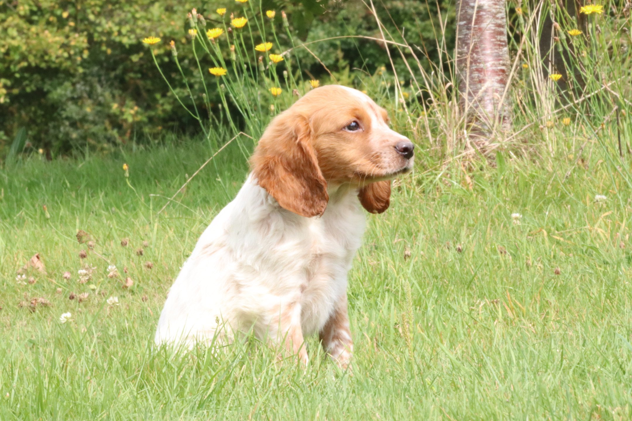 chiot Epagneul breton F-Or-Pan-Bla M1OB Des Plumes Des Marais Du Cotentin