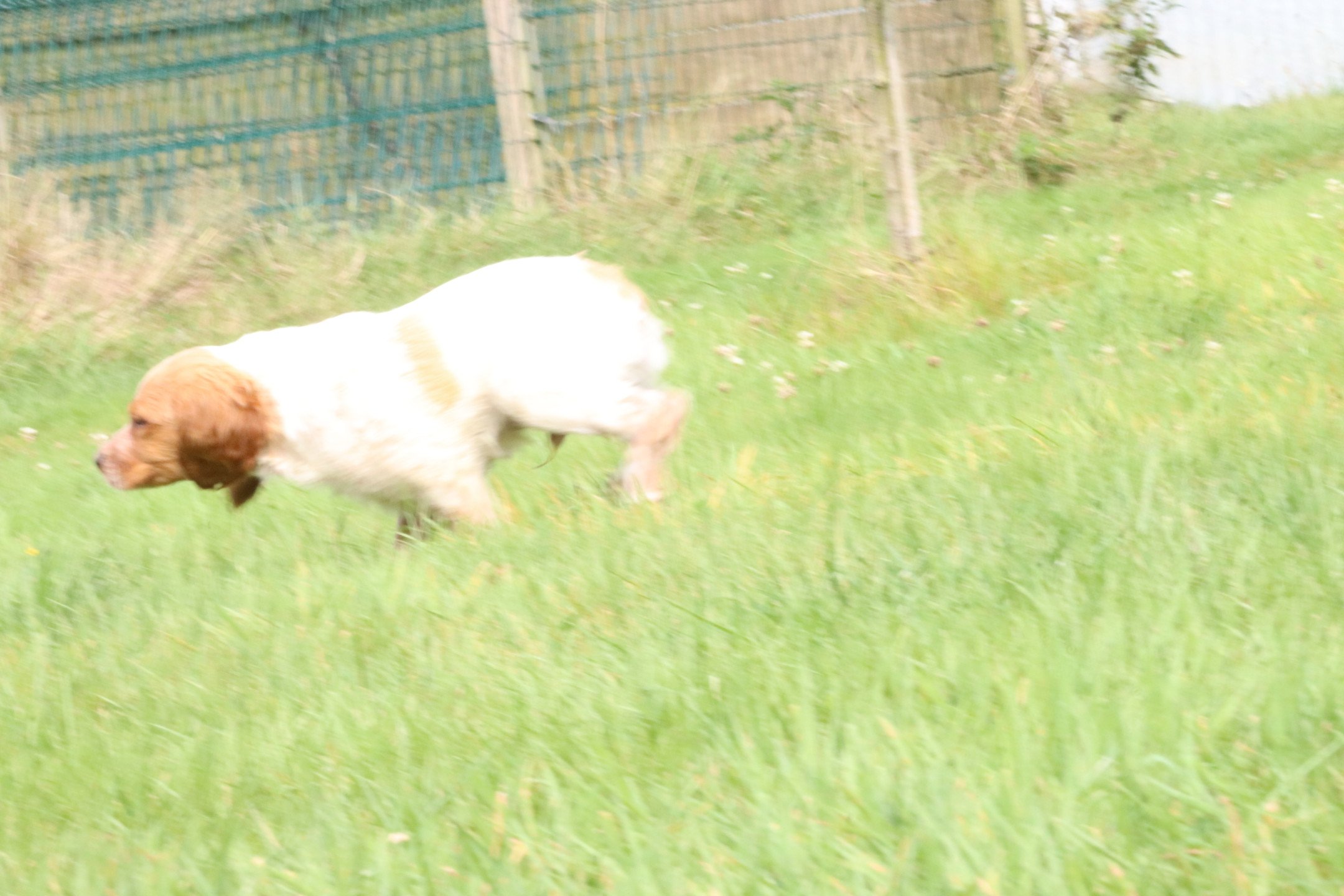 chiot Epagneul breton F-Or-Pan-Bla M1OB Des Plumes Des Marais Du Cotentin