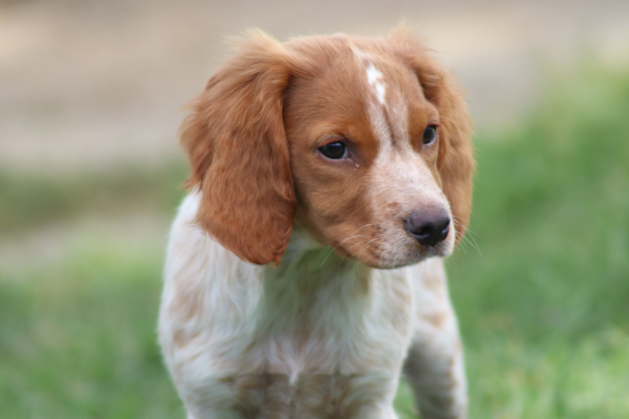 chiot Epagneul breton F-Or-Pan-Bla M1OB Des Plumes Des Marais Du Cotentin
