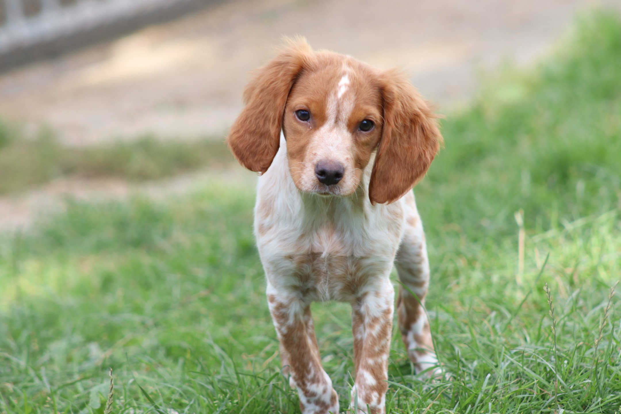 chiot Epagneul breton F-Or-Pan-Bla M1OB Des Plumes Des Marais Du Cotentin