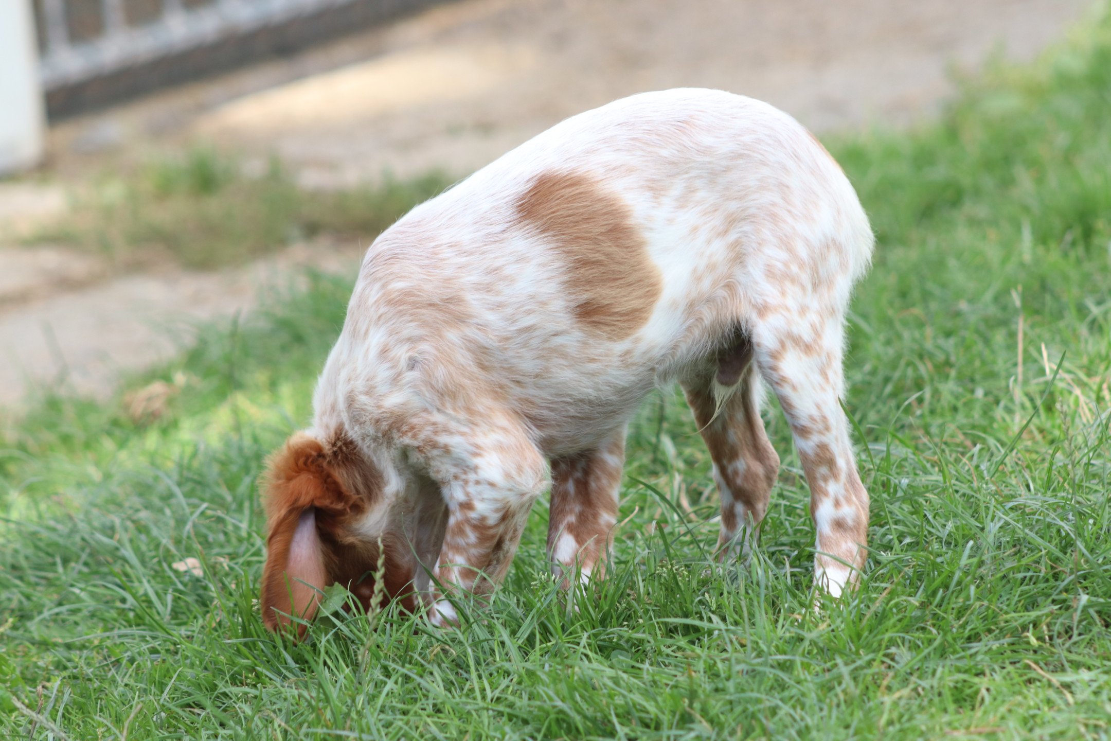 chiot Epagneul breton F-Or-Pan-Bla M1OB Des Plumes Des Marais Du Cotentin
