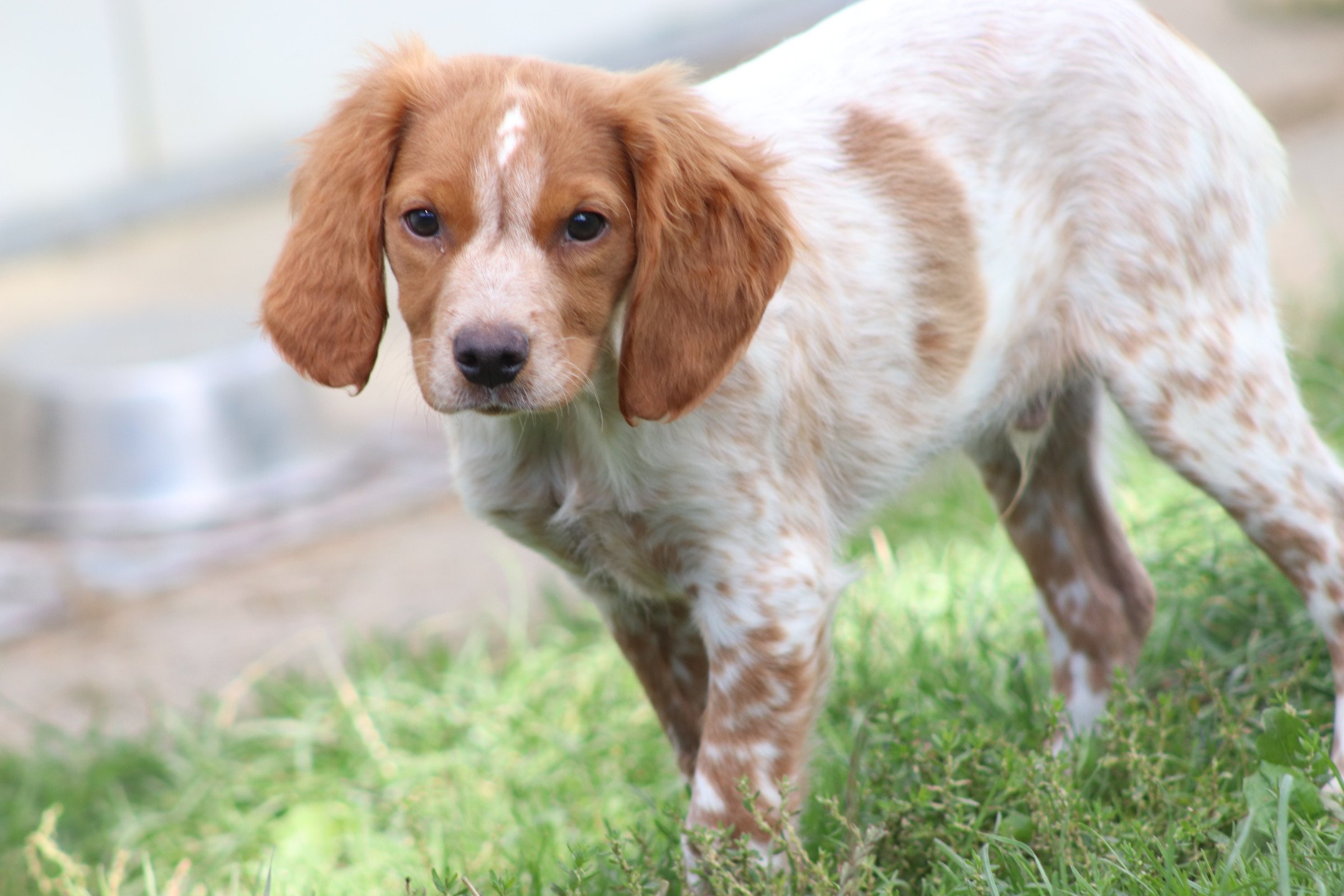 chiot Epagneul breton F-Or-Pan-Bla M1OB Des Plumes Des Marais Du Cotentin