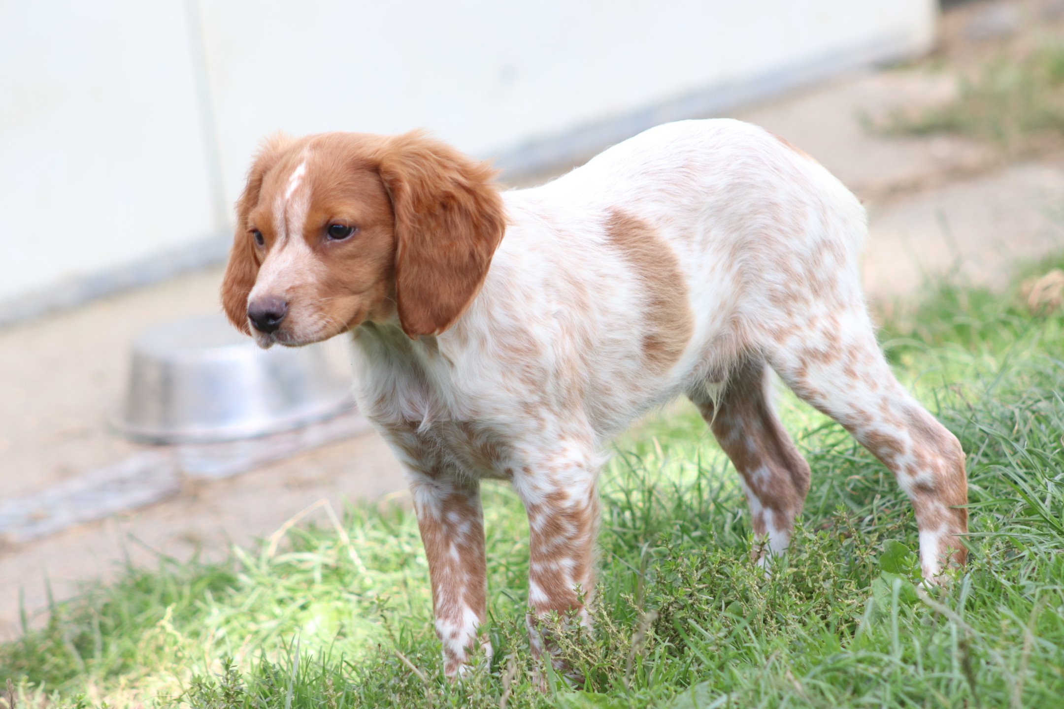 chiot Epagneul breton F-Or-Pan-Bla M1OB Des Plumes Des Marais Du Cotentin