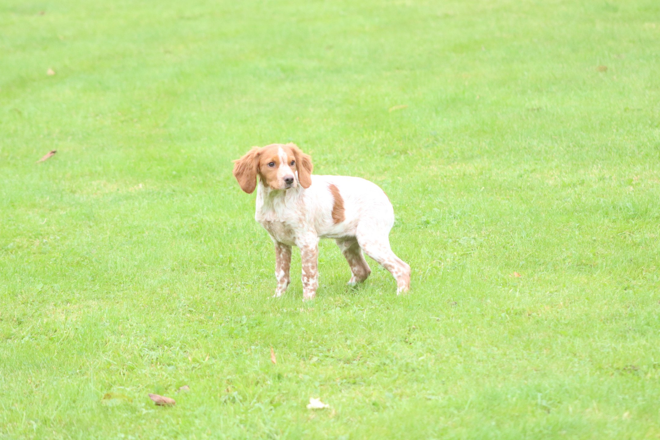 chiot Epagneul breton F-Or-Pan-Bla VIX Des Plumes Des Marais Du Cotentin