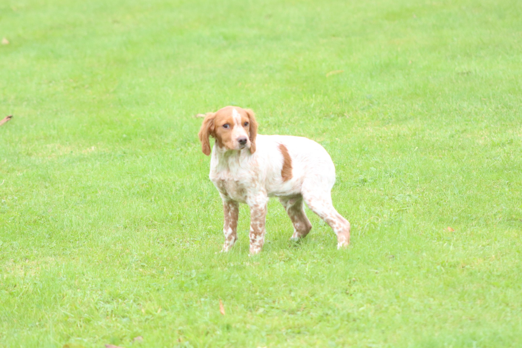 chiot Epagneul breton F-Or-Pan-Bla VIX Des Plumes Des Marais Du Cotentin