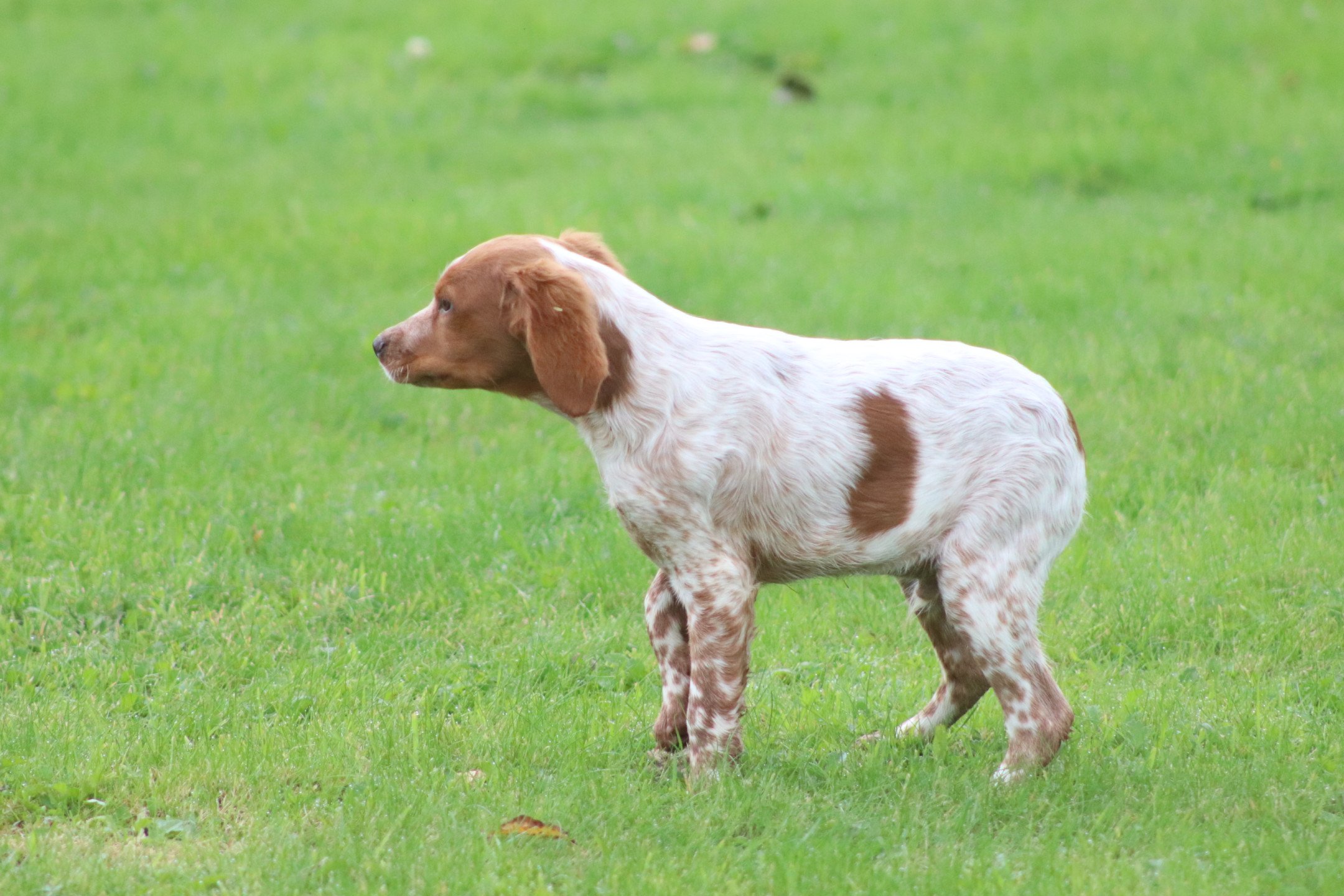 chiot Epagneul breton F-Or-Pan-Bla VIX Des Plumes Des Marais Du Cotentin