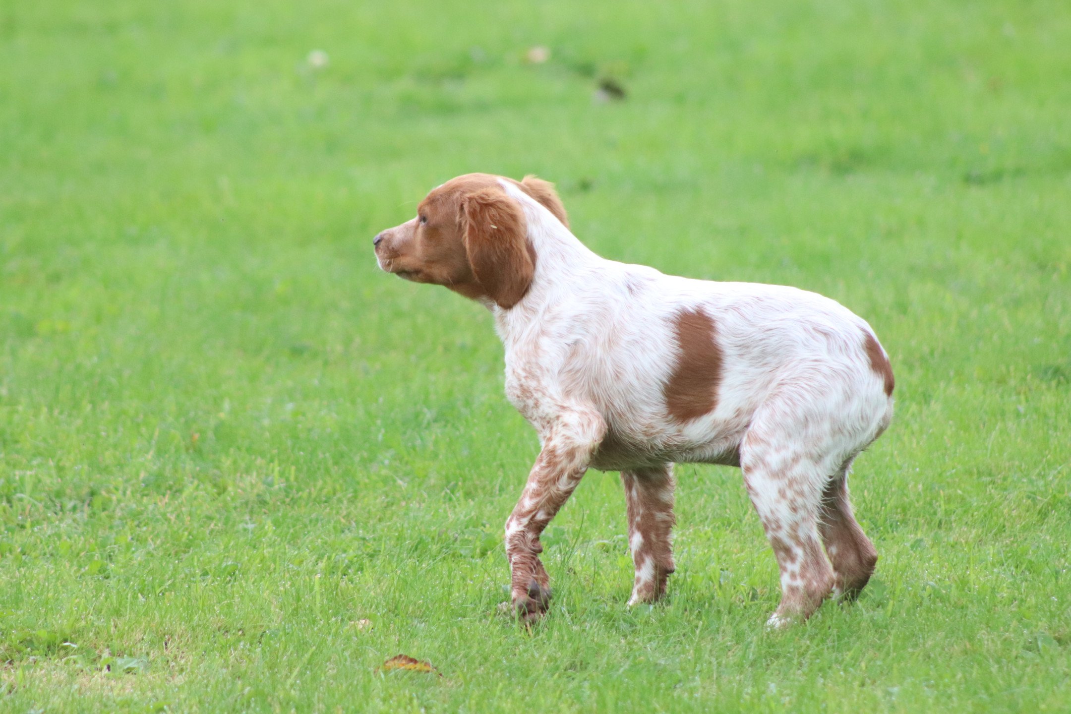 chiot Epagneul breton F-Or-Pan-Bla VIX Des Plumes Des Marais Du Cotentin