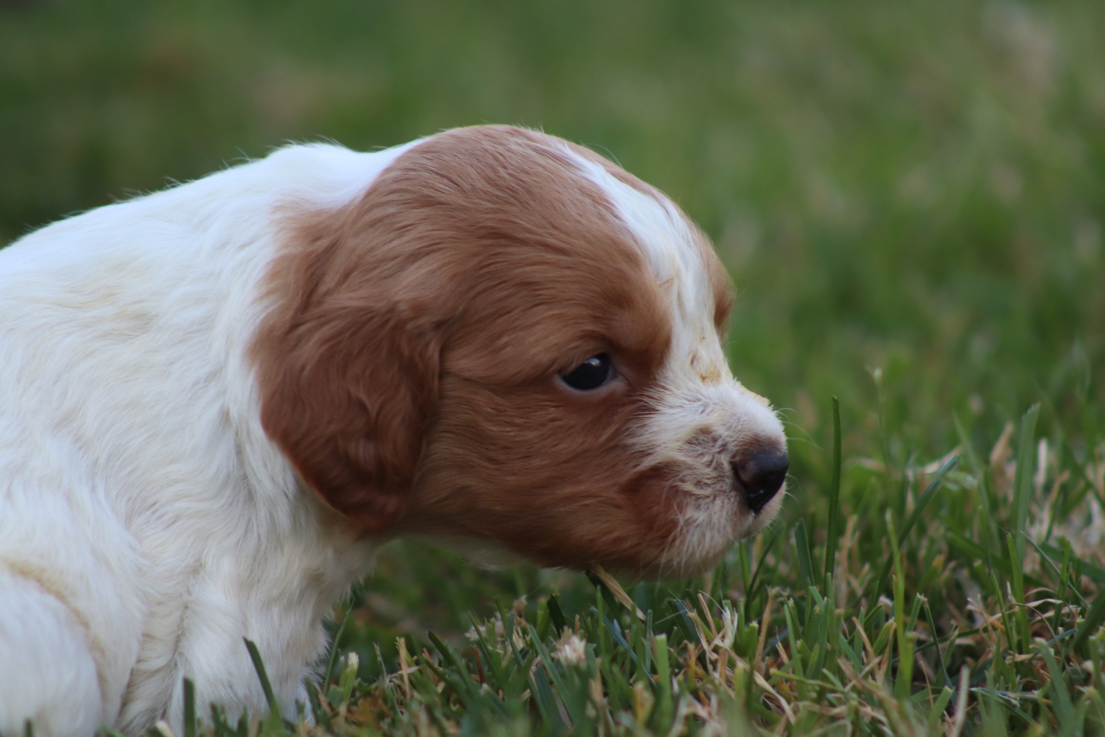 chiot Epagneul breton F-Or-Pan-Bla M1OB Des Plumes Des Marais Du Cotentin