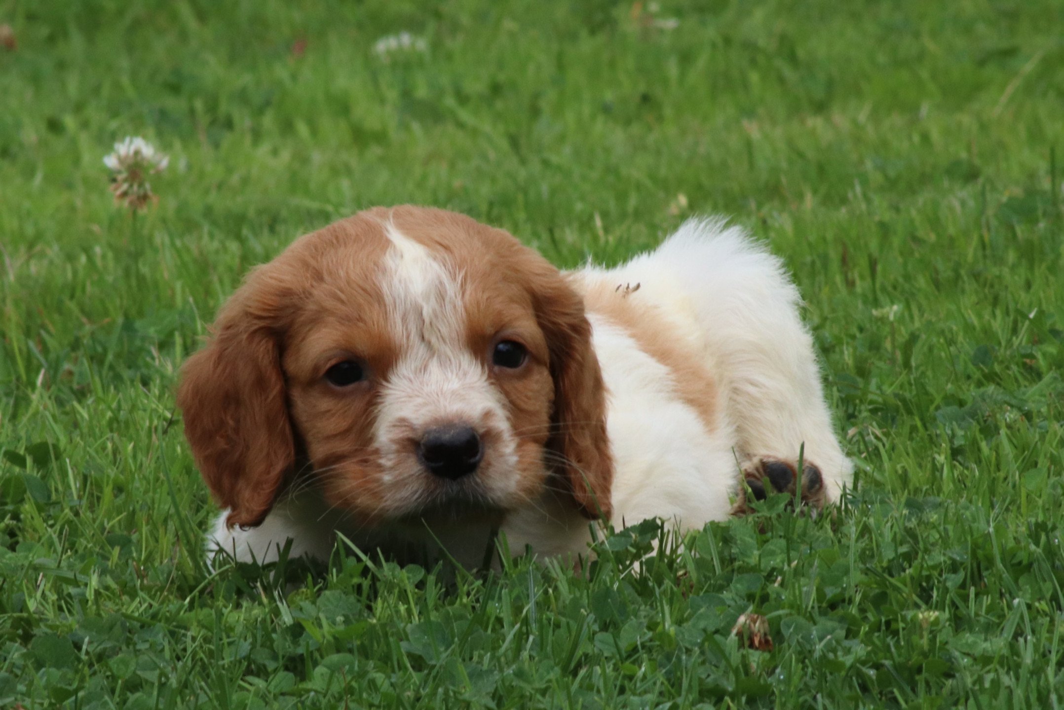 chiot Epagneul breton F-Or-Pan-Bla M1OB Des Plumes Des Marais Du Cotentin