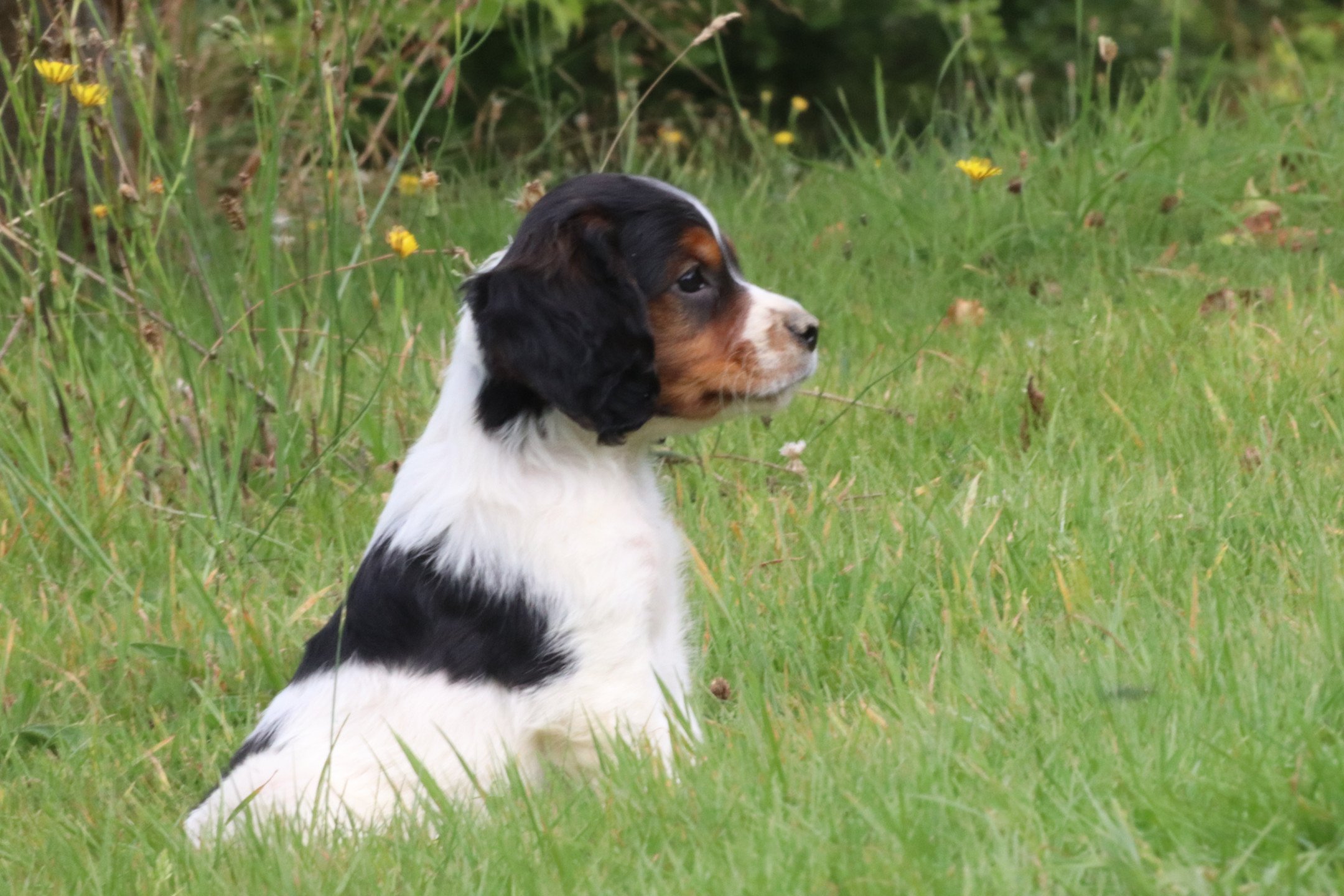 chiot Epagneul breton Noi Mar Fauv Pan Bla M1TO Des Plumes Des Marais Du Cotentin