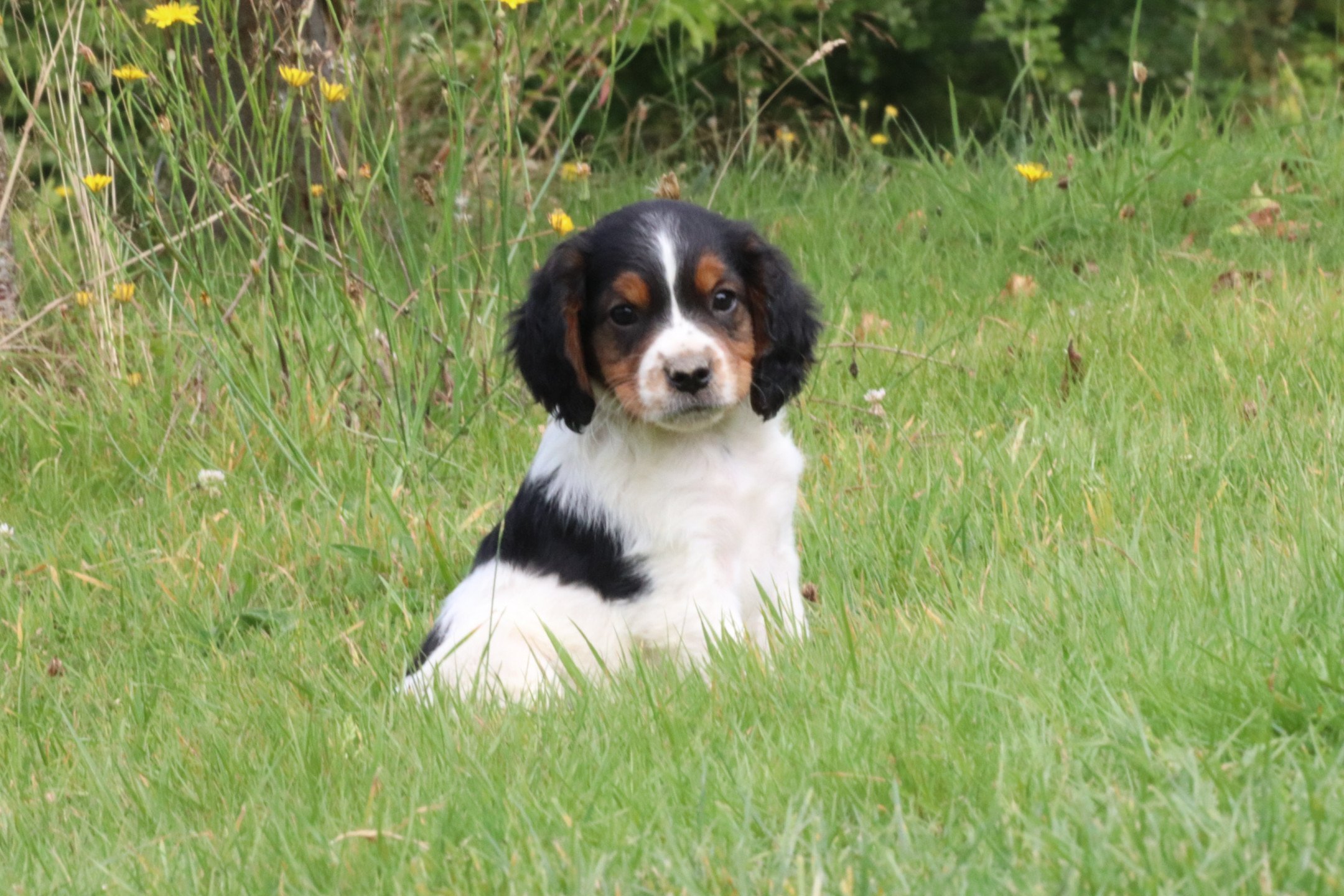 chiot Epagneul breton Noi Mar Fauv Pan Bla M1TO Des Plumes Des Marais Du Cotentin