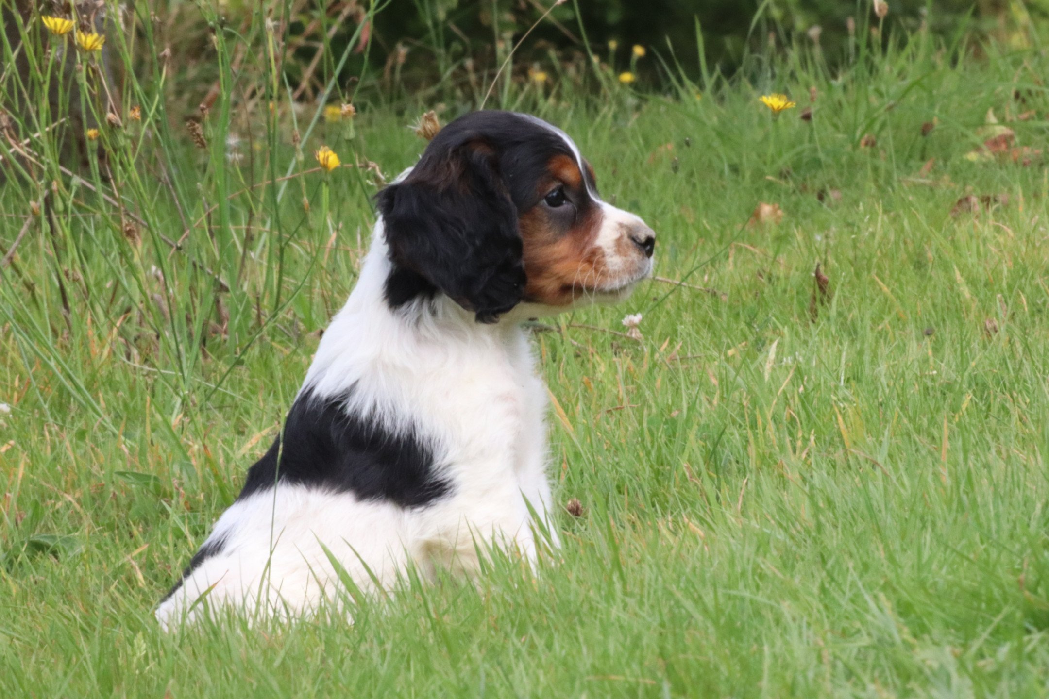 chiot Epagneul breton Noi Mar Fauv Pan Bla M1TO Des Plumes Des Marais Du Cotentin