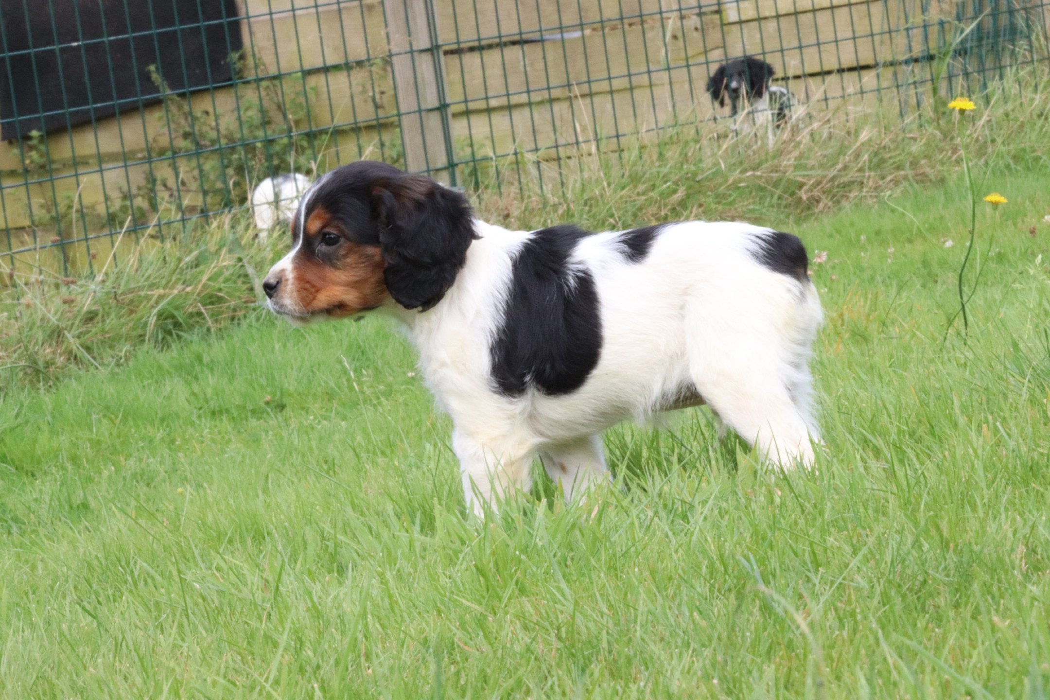 chiot Epagneul breton Noi Mar Fauv Pan Bla M1TO Des Plumes Des Marais Du Cotentin