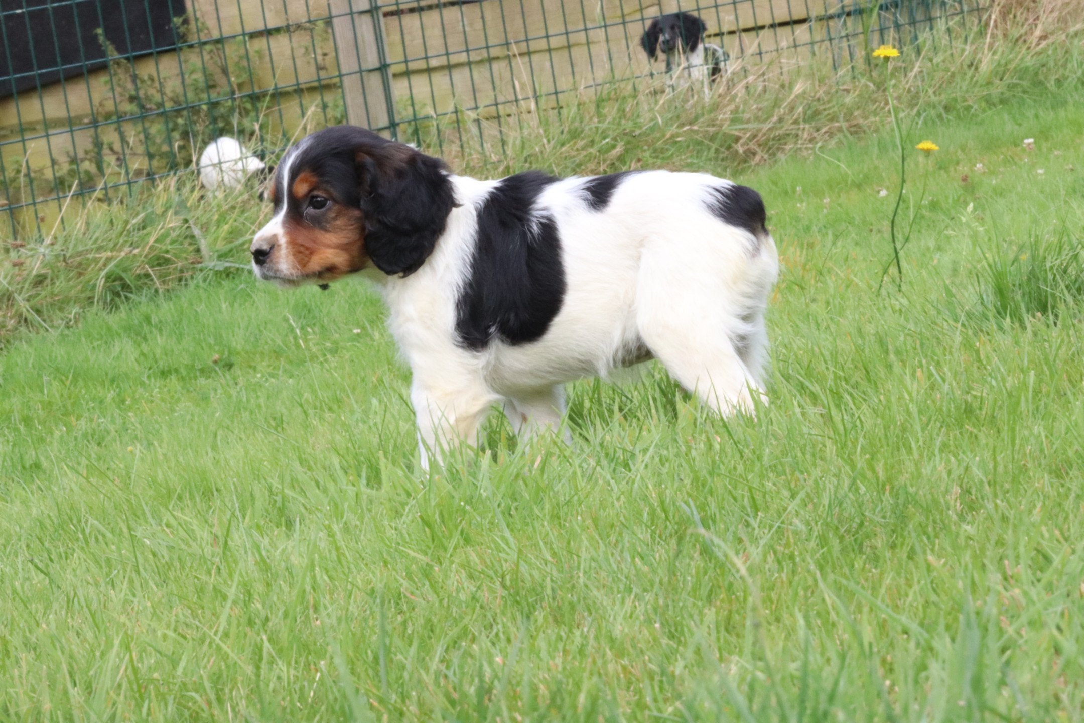 chiot Epagneul breton Noi Mar Fauv Pan Bla M1TO Des Plumes Des Marais Du Cotentin