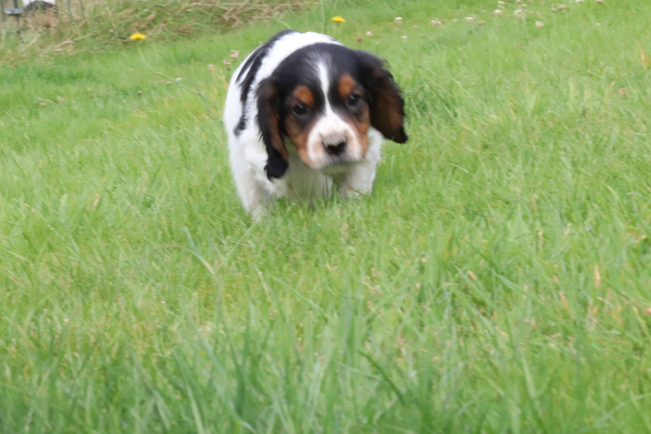 chiot Epagneul breton Noi Mar Fauv Pan Bla M1TO Des Plumes Des Marais Du Cotentin