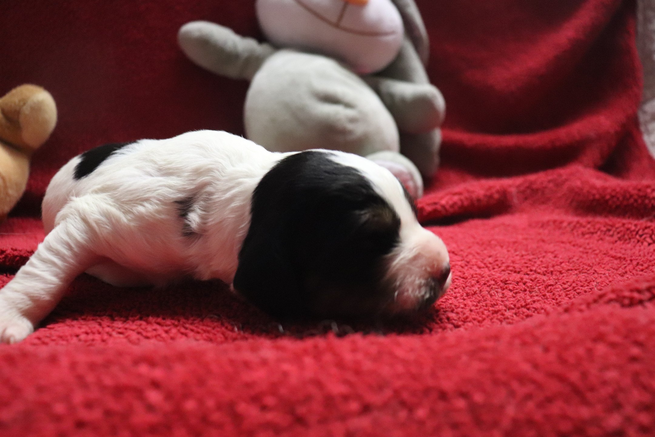chiot Epagneul breton Noi Mar Fauv Pan Bla M1TO Des Plumes Des Marais Du Cotentin