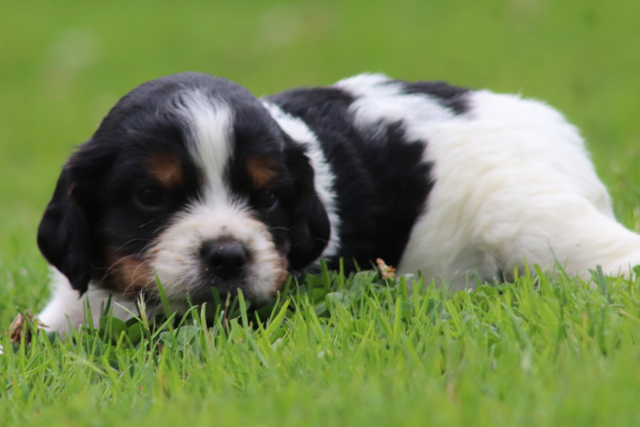 chiot Epagneul breton Noi Mar Fauv Pan Bla M1TO Des Plumes Des Marais Du Cotentin