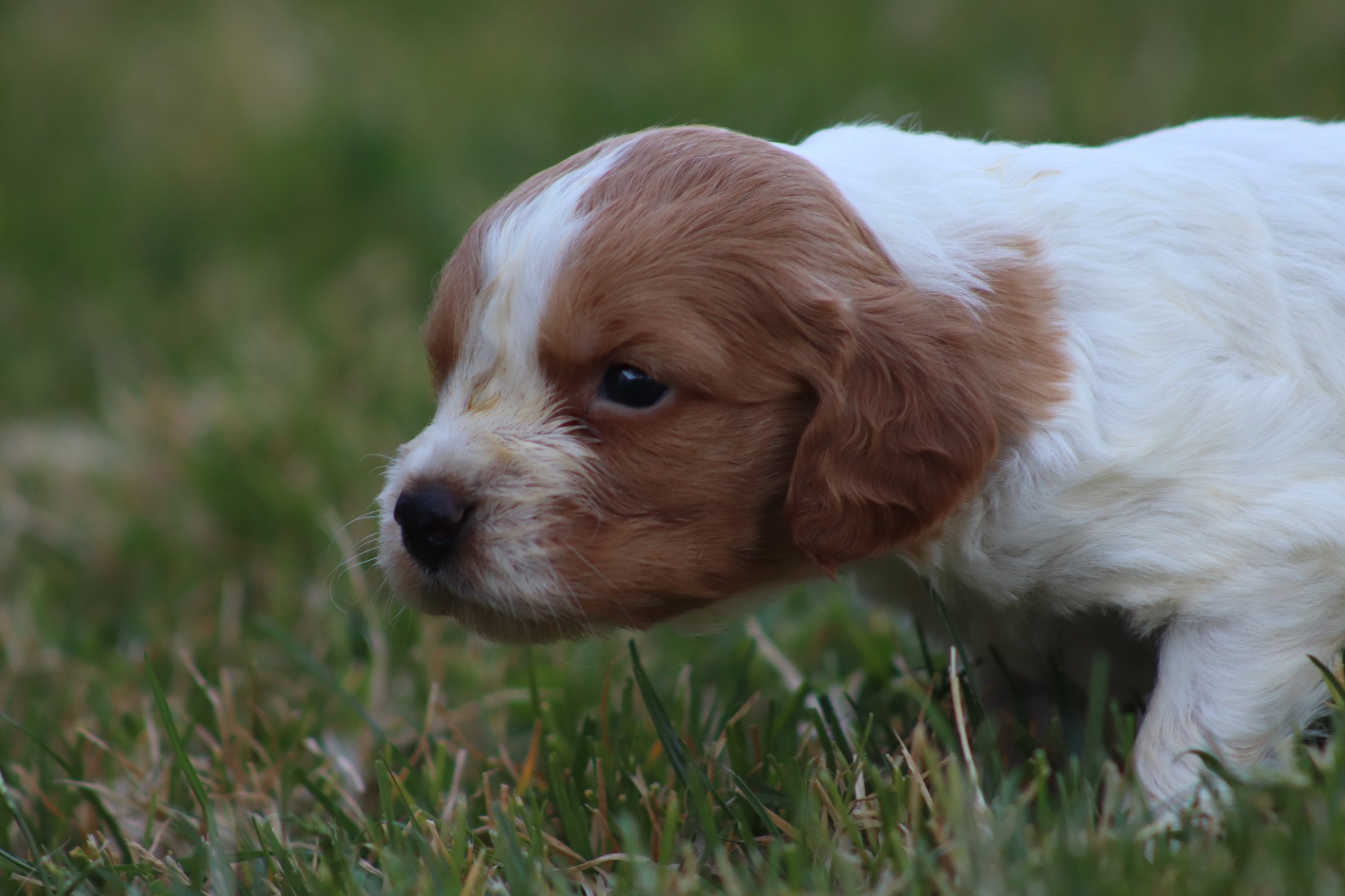 chiot Epagneul breton F-Or-Pan-Bla M2OB Des Plumes Des Marais Du Cotentin