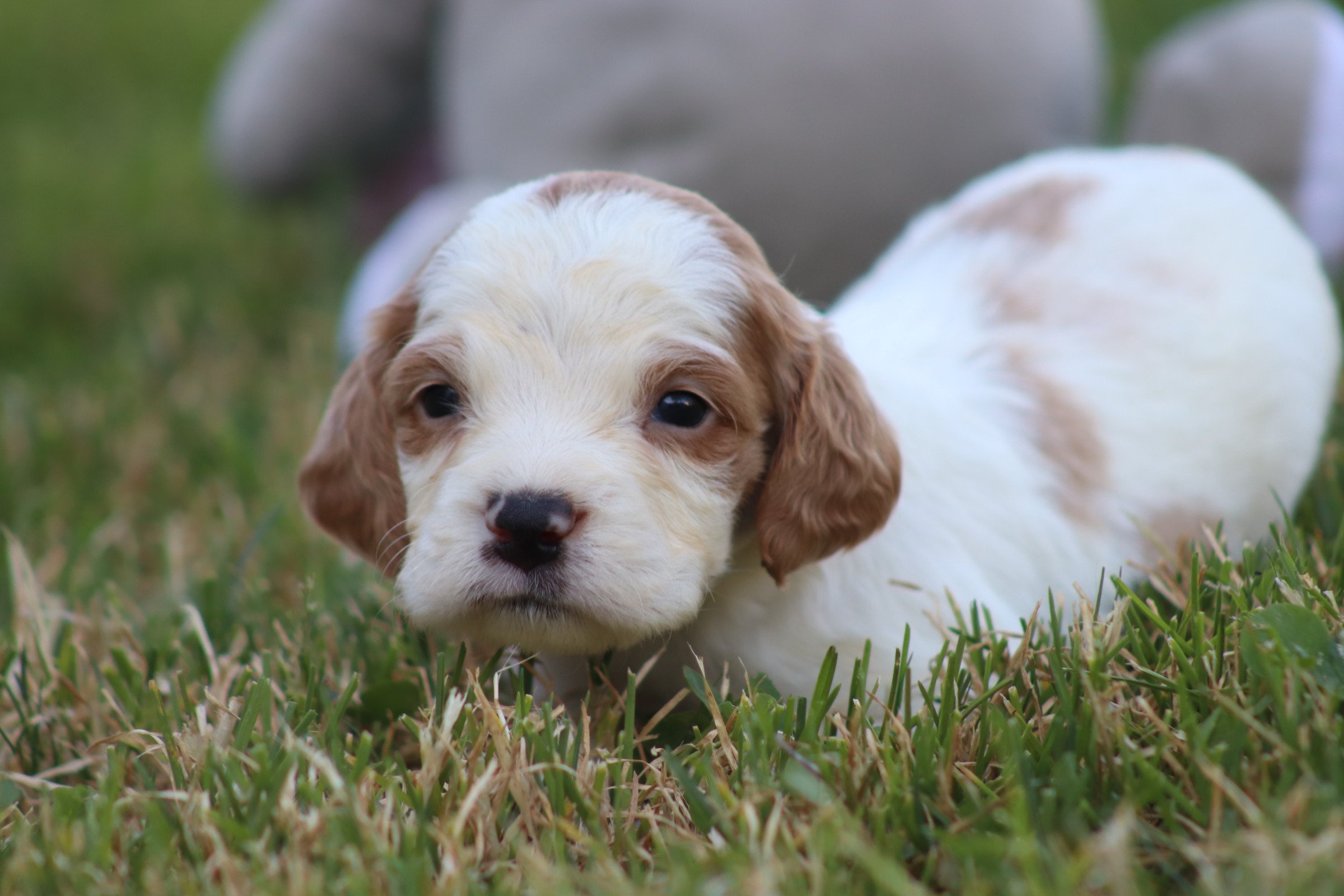 chiot Epagneul breton F-Or-Pan-Bla M2OB Des Plumes Des Marais Du Cotentin