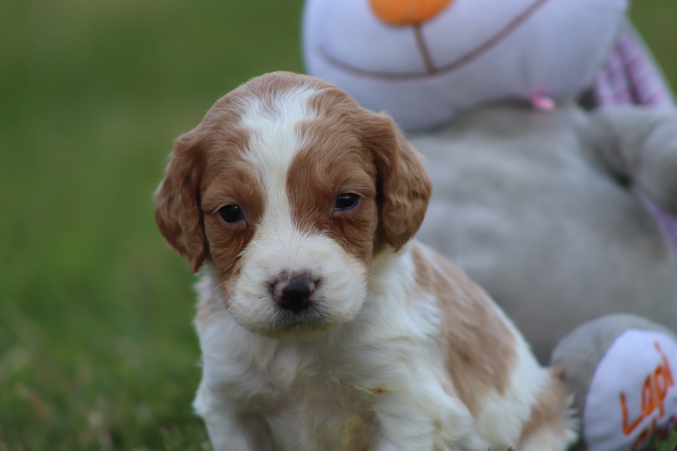 chiot Epagneul breton F-Or-Pan-Bla M3OB Des Plumes Des Marais Du Cotentin