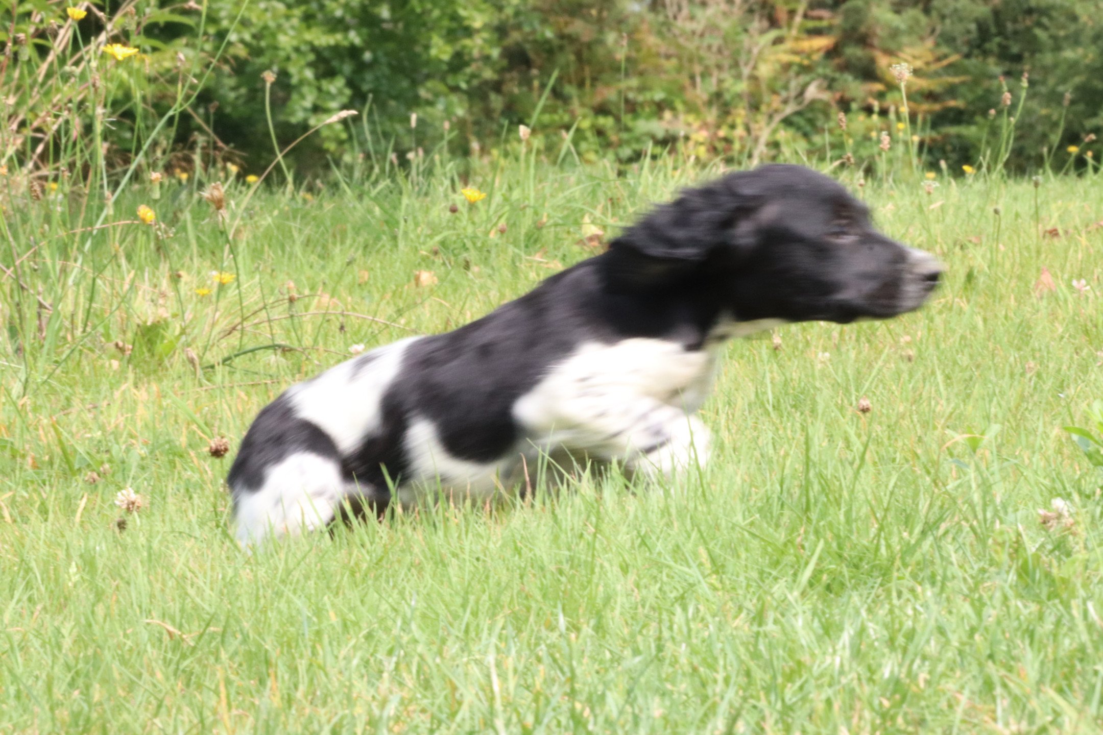 chiot Epagneul breton Noi-pan-bla M5NB Des Plumes Des Marais Du Cotentin