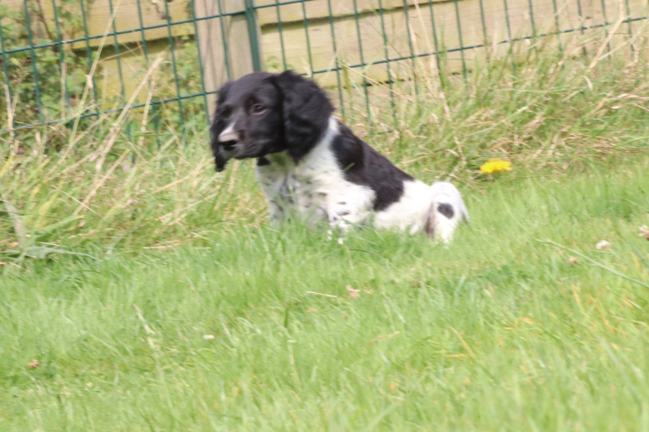 chiot Epagneul breton Noi-pan-bla M5NB Des Plumes Des Marais Du Cotentin