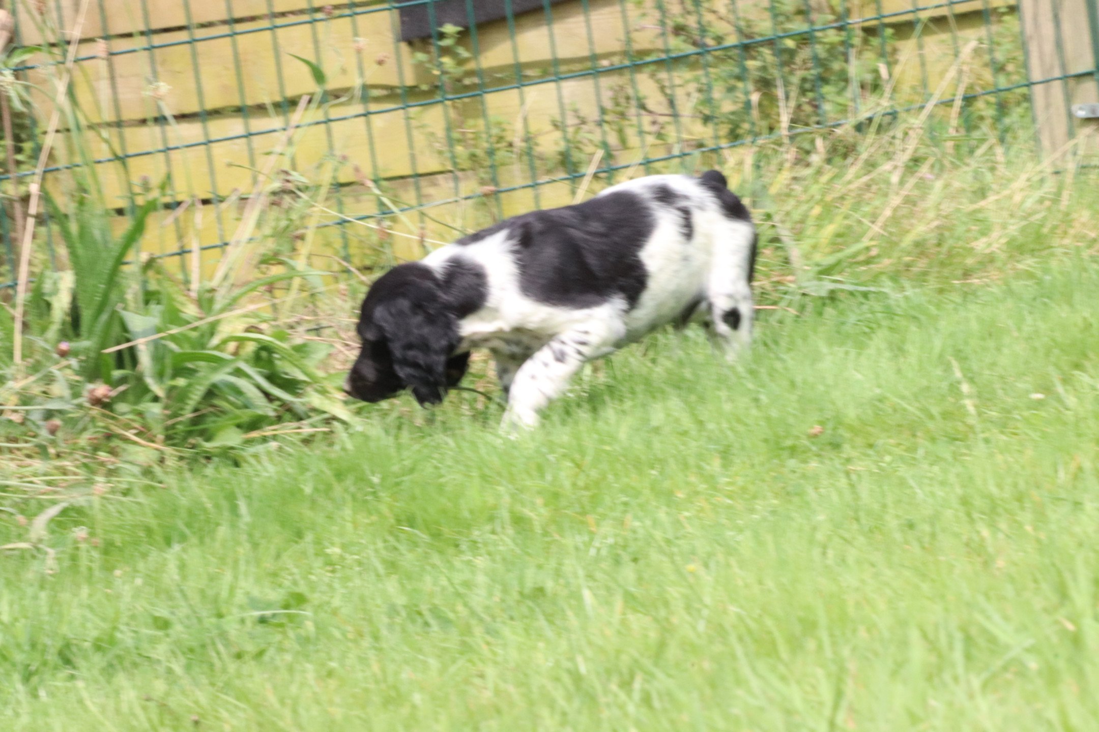 chiot Epagneul breton Noi-pan-bla M5NB Des Plumes Des Marais Du Cotentin